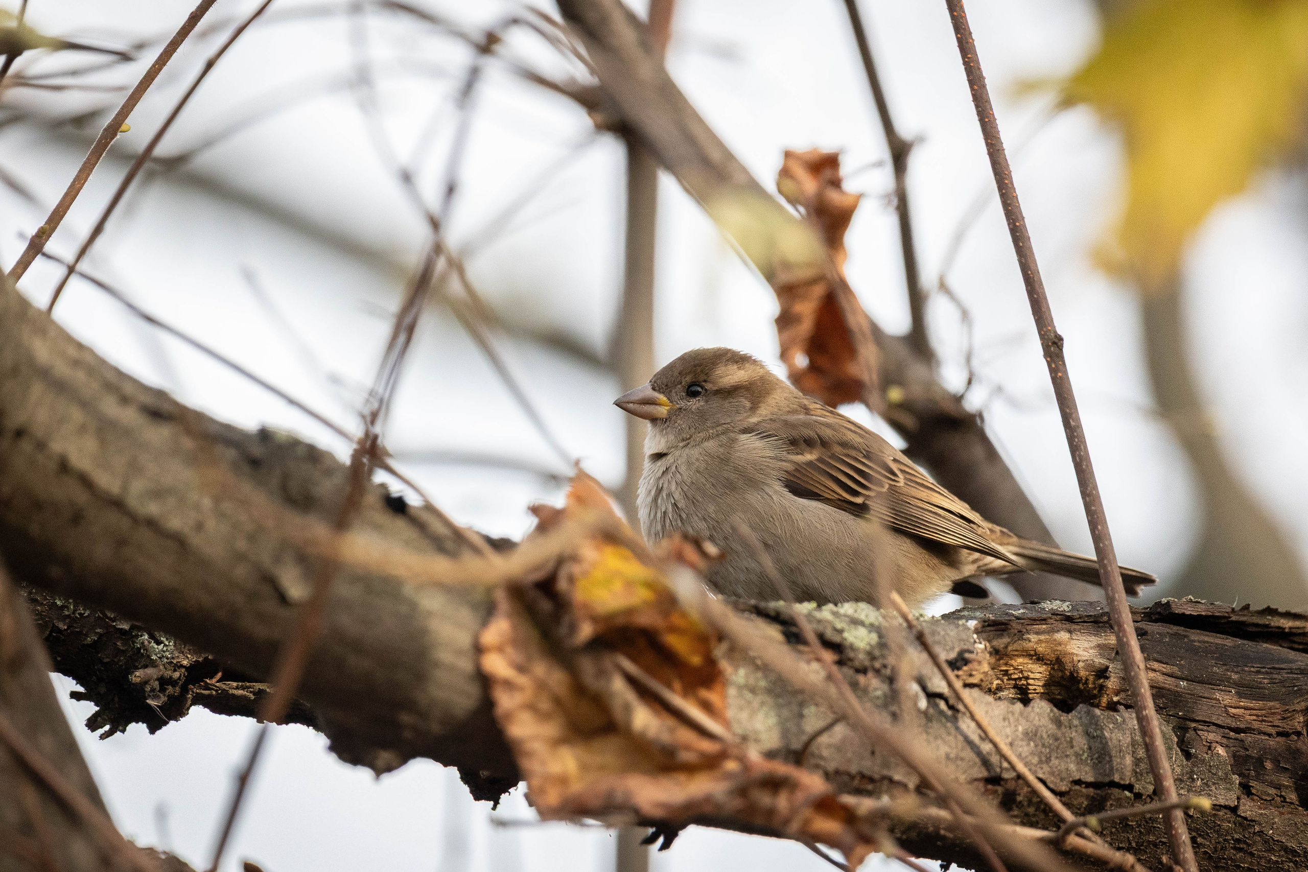 Моя коллекция. Фотограф-АниМалист Анна Абрамова