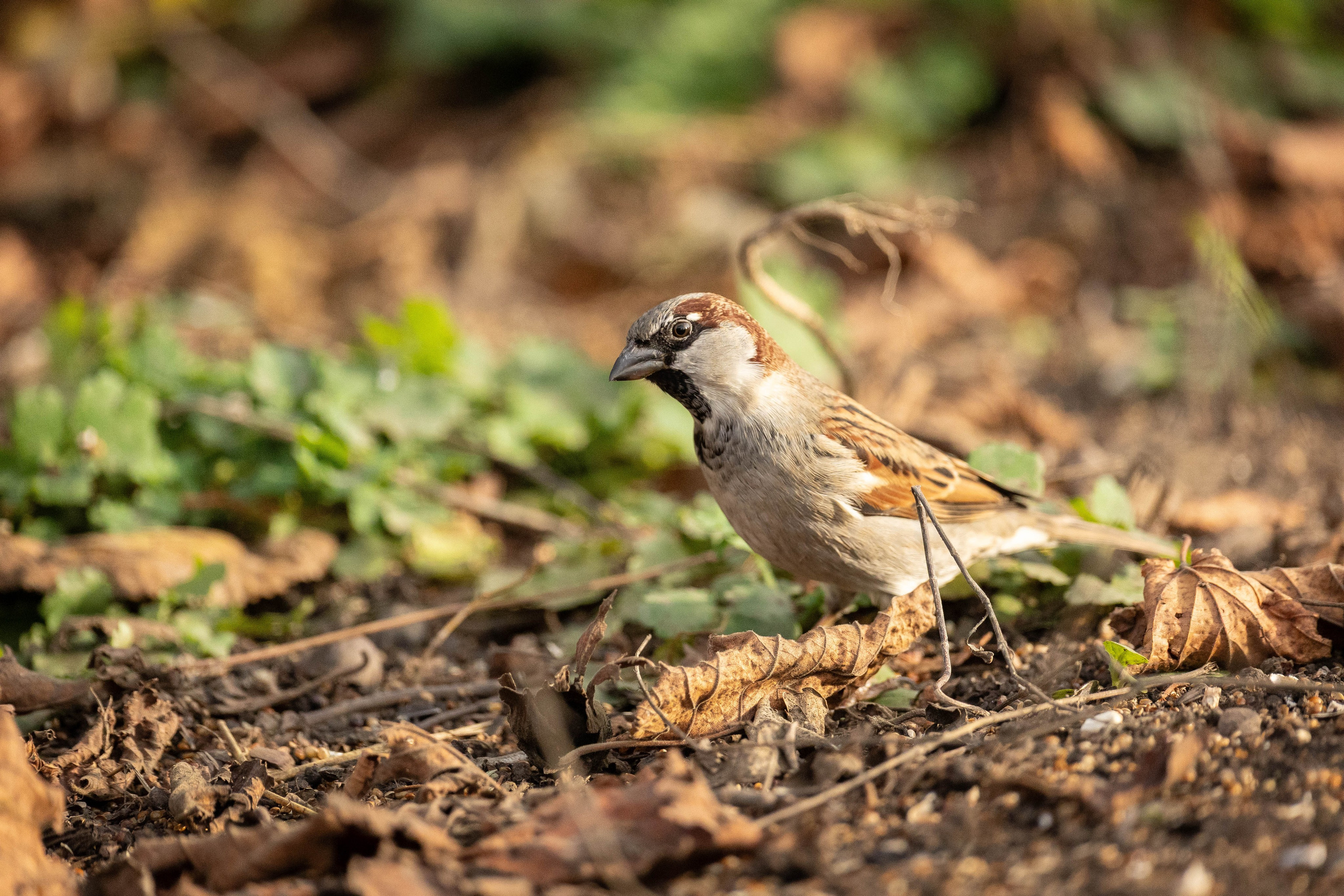 Моя коллекция. Фотограф-АниМалист Анна Абрамова