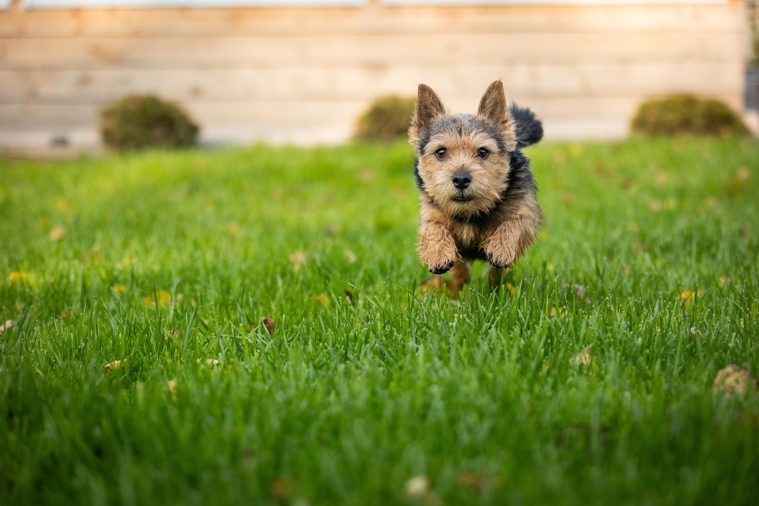 Фотограф-АниМалист Анна Абрамова