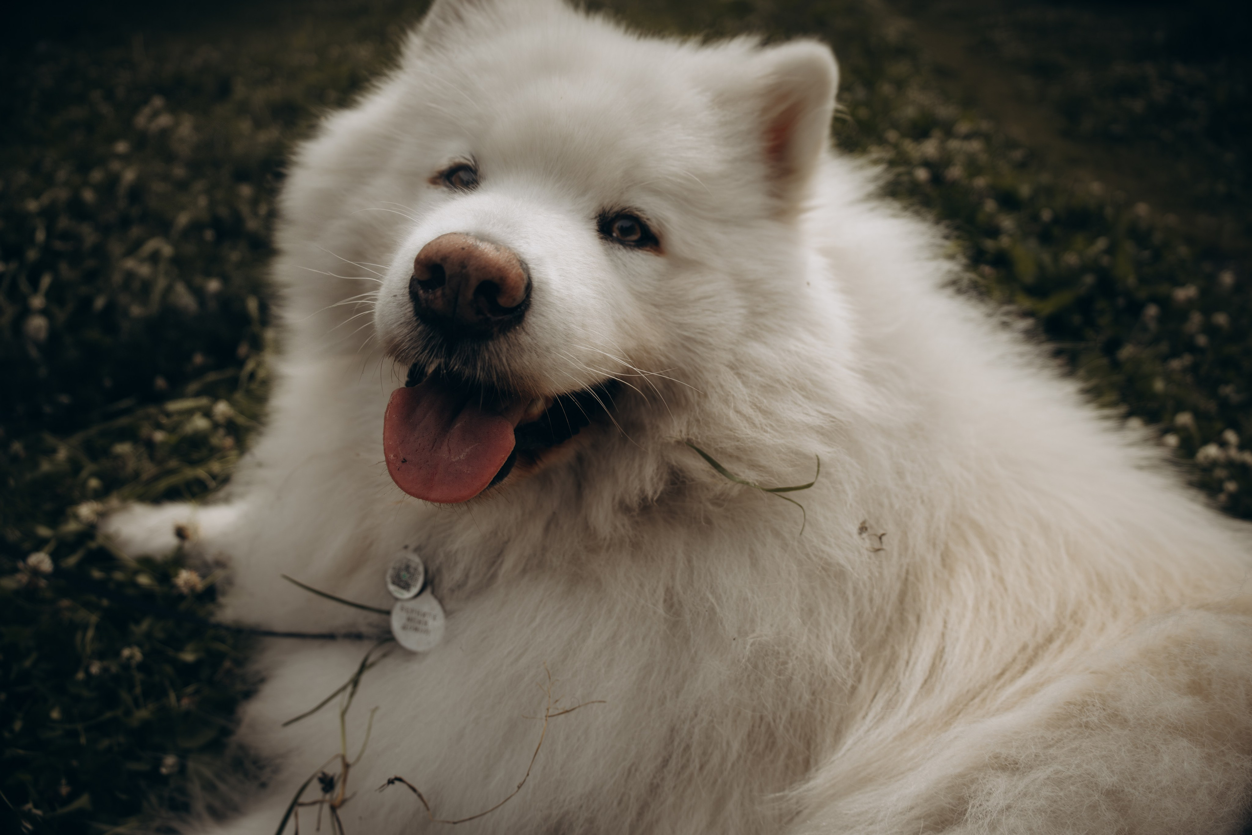 Как подготовить собаку к фотосессии. Фотограф-анималист в Москве Екатерина Тихонова