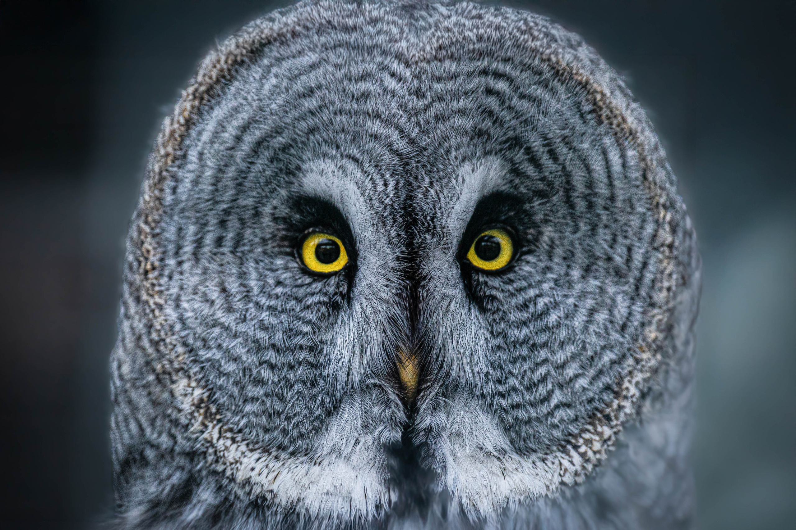 Моя коллекция. Фотограф-АниМалист Анна Абрамова