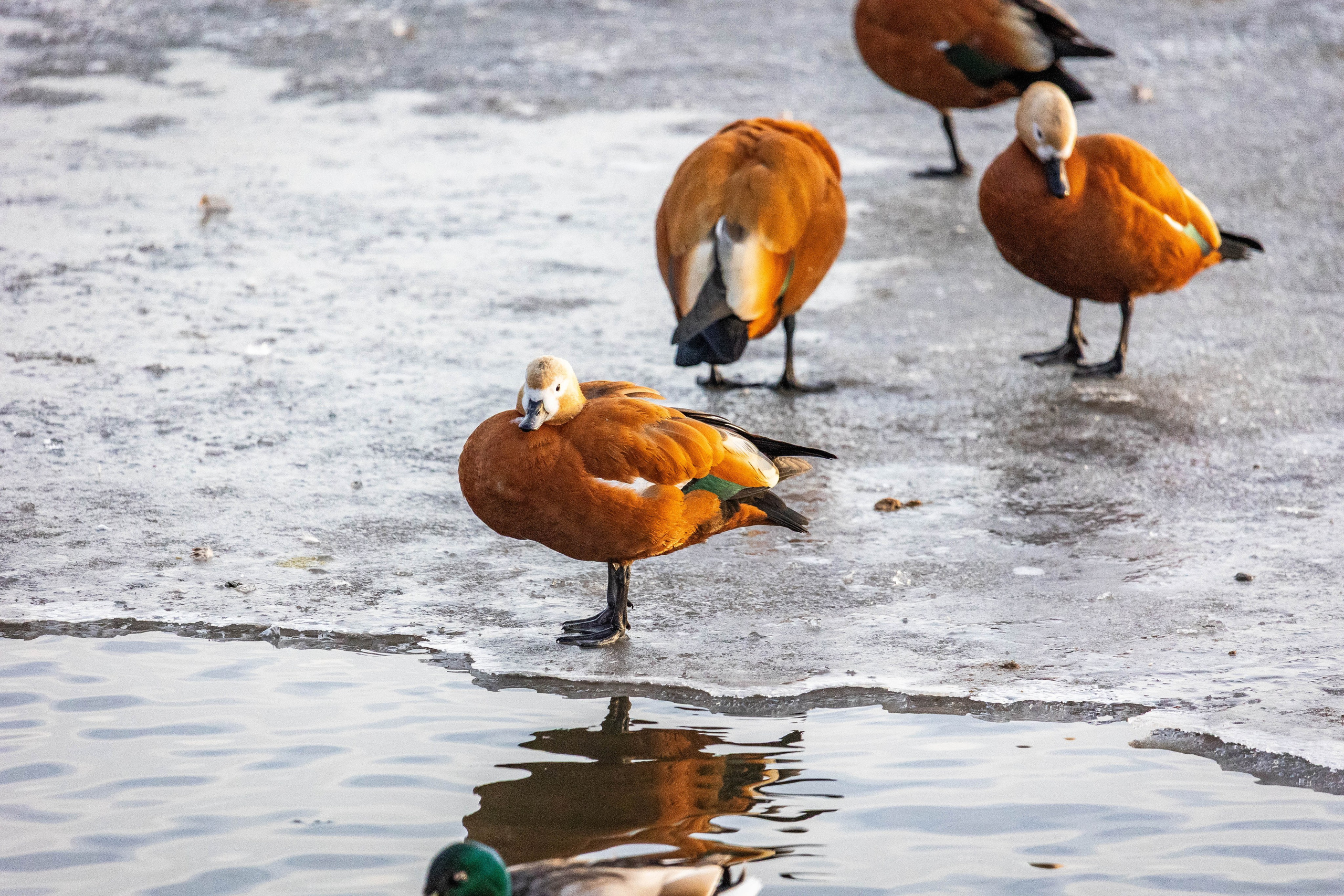 Моя коллекция. Фотограф-АниМалист Анна Абрамова