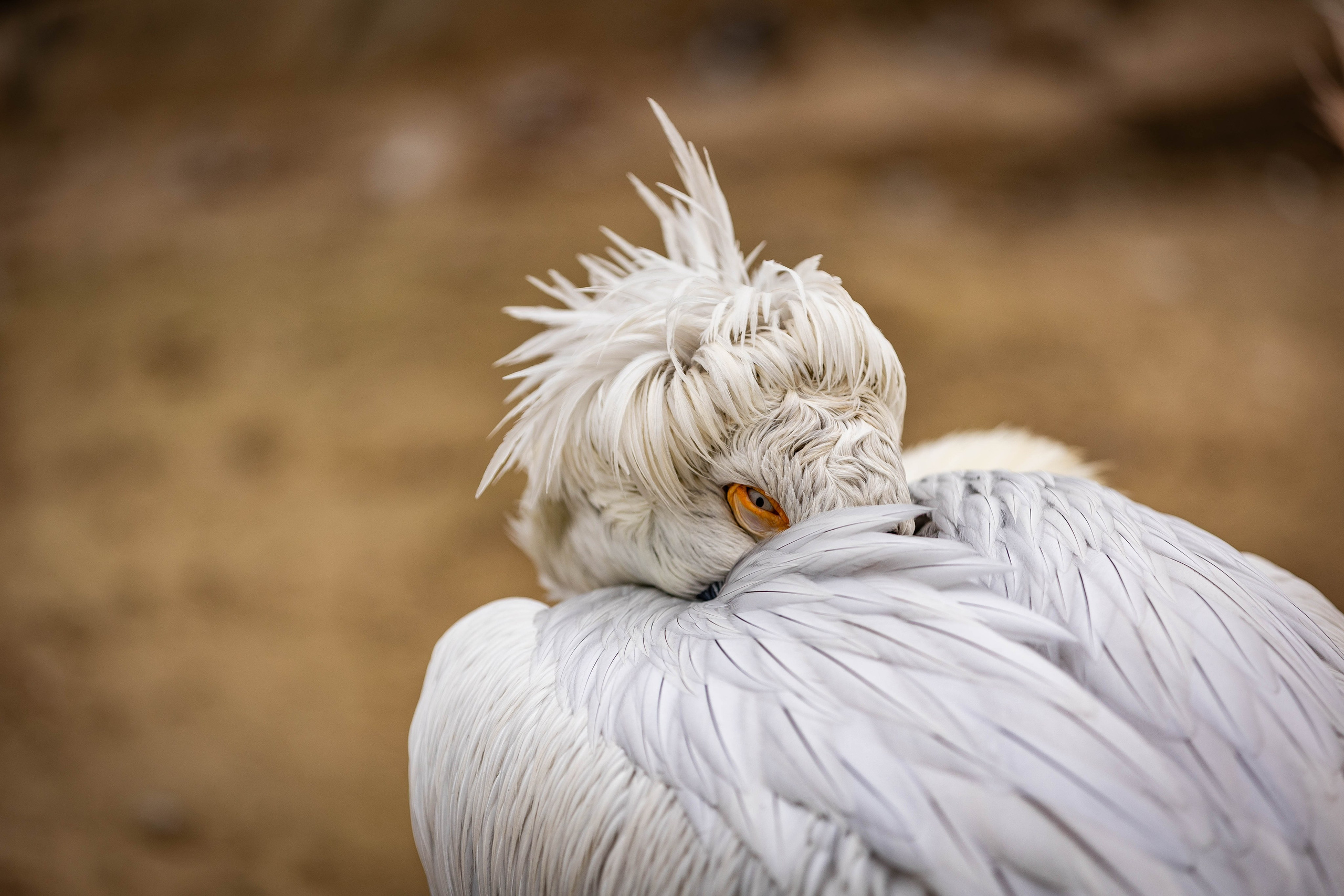 Моя коллекция. Фотограф-АниМалист Анна Абрамова