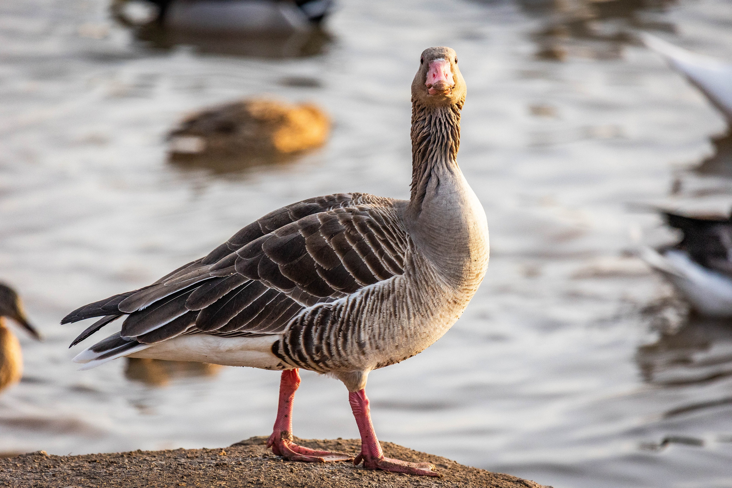 Моя коллекция. Фотограф-АниМалист Анна Абрамова