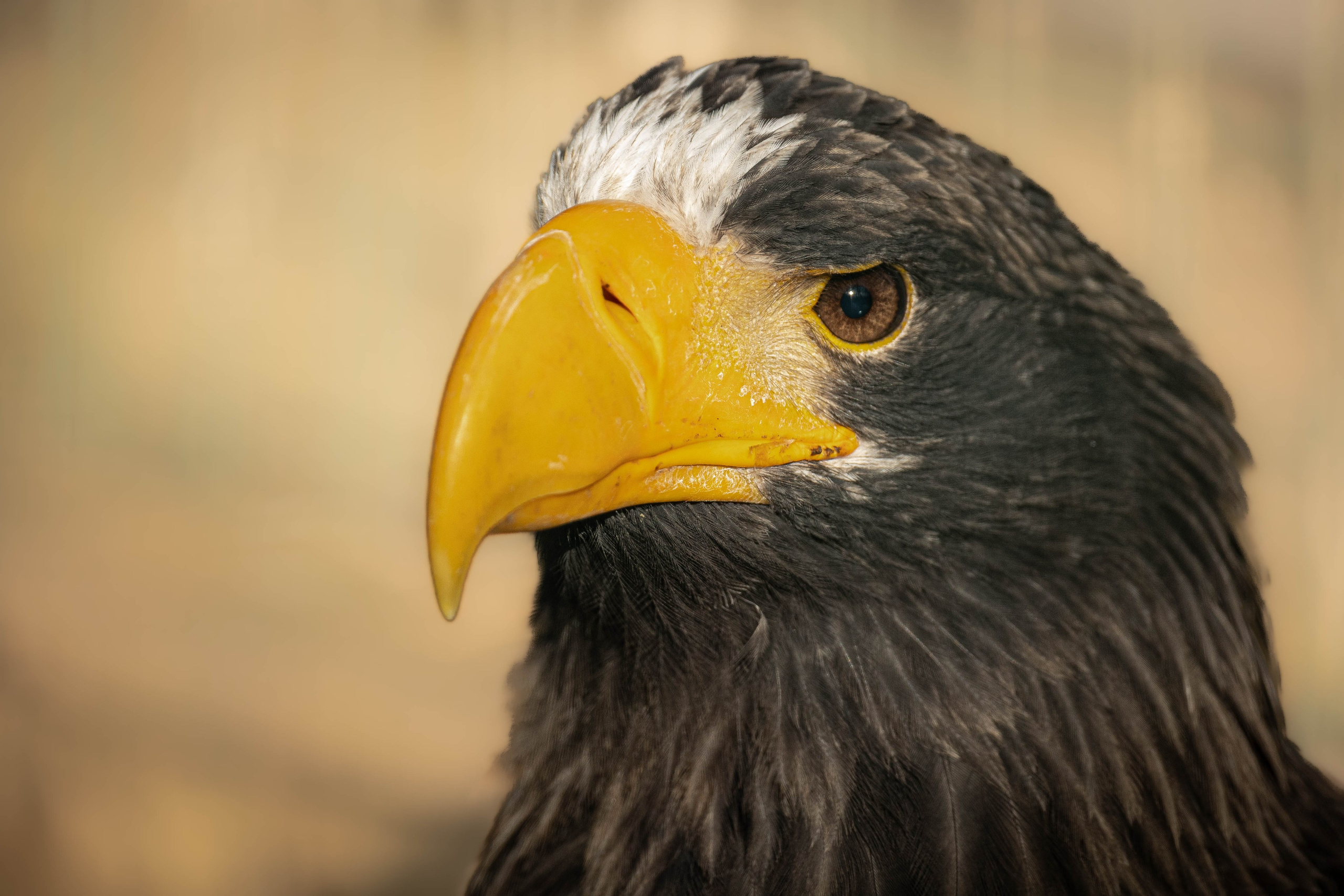Моя коллекция. Фотограф-АниМалист Анна Абрамова