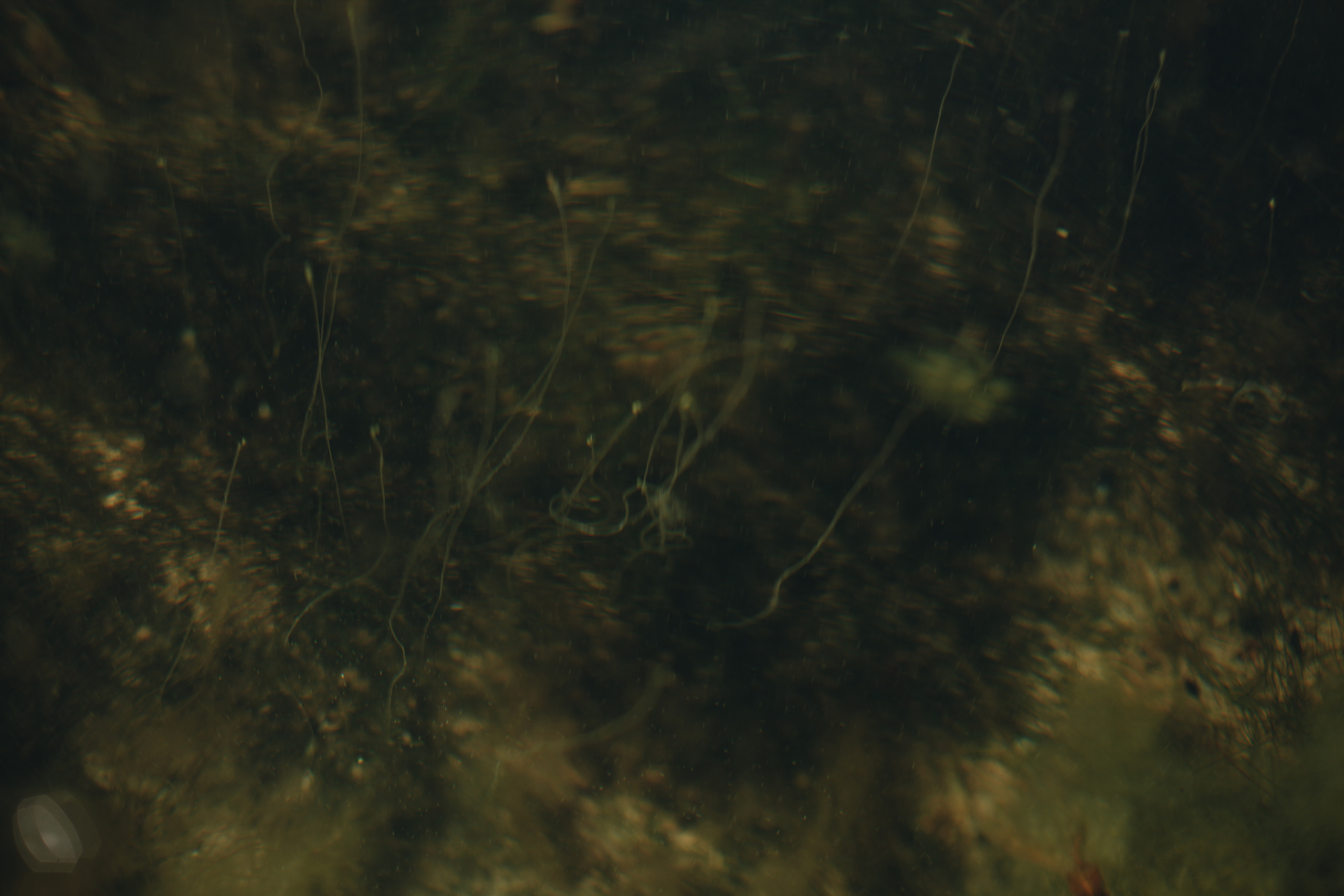 И вот мне приснилось, что сердце моё не болит. Ксения Плотникова