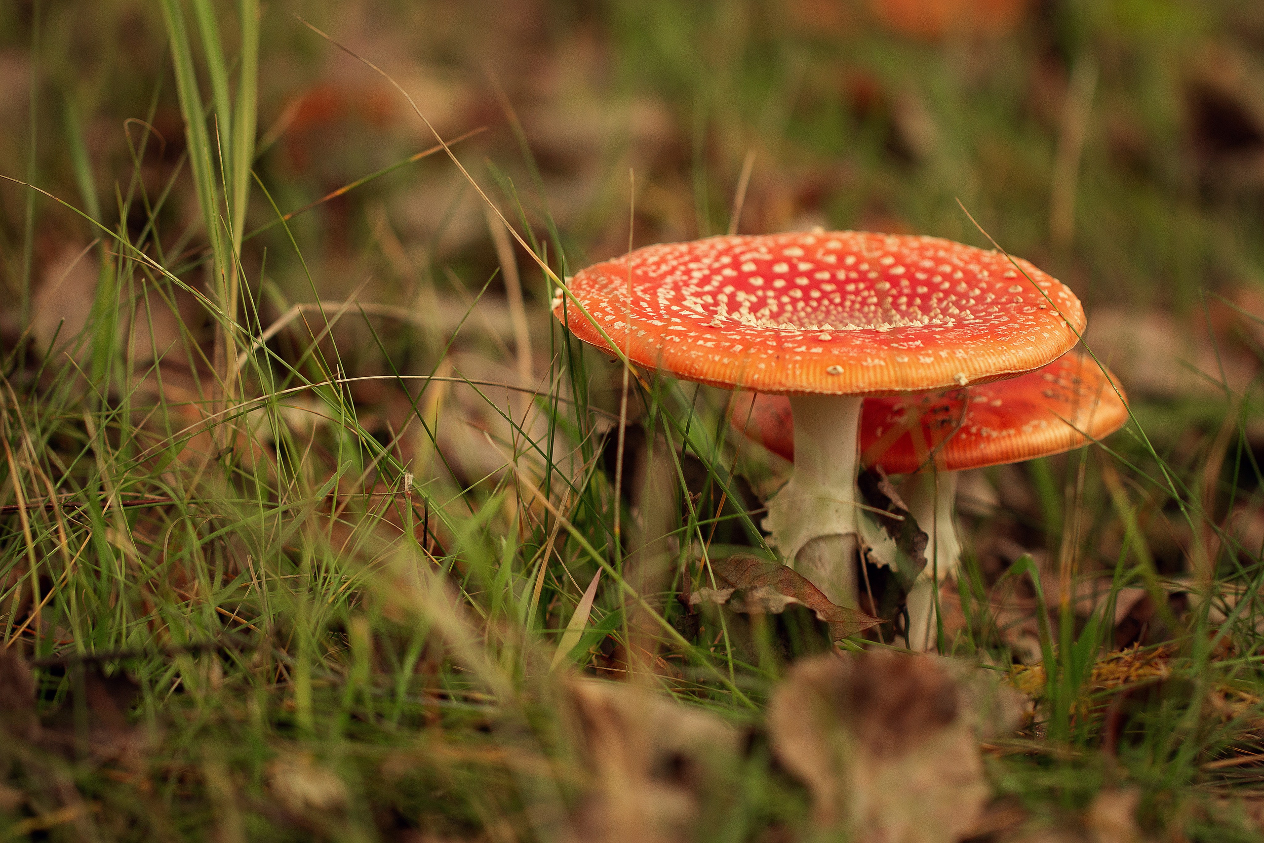 Здравствуй, август!. Семейный фотограф в Калининграде Надежда Гриднева