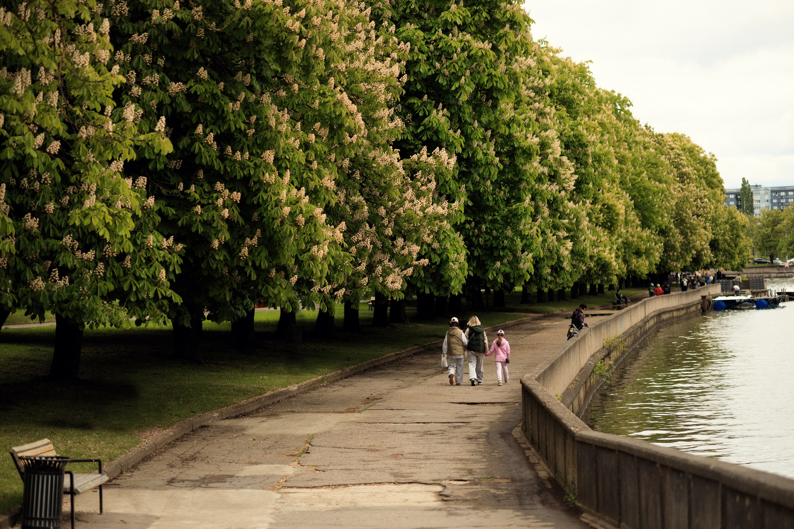 Королевство цветущих каштанов. Семейный фотограф в Калининграде Надежда Гриднева