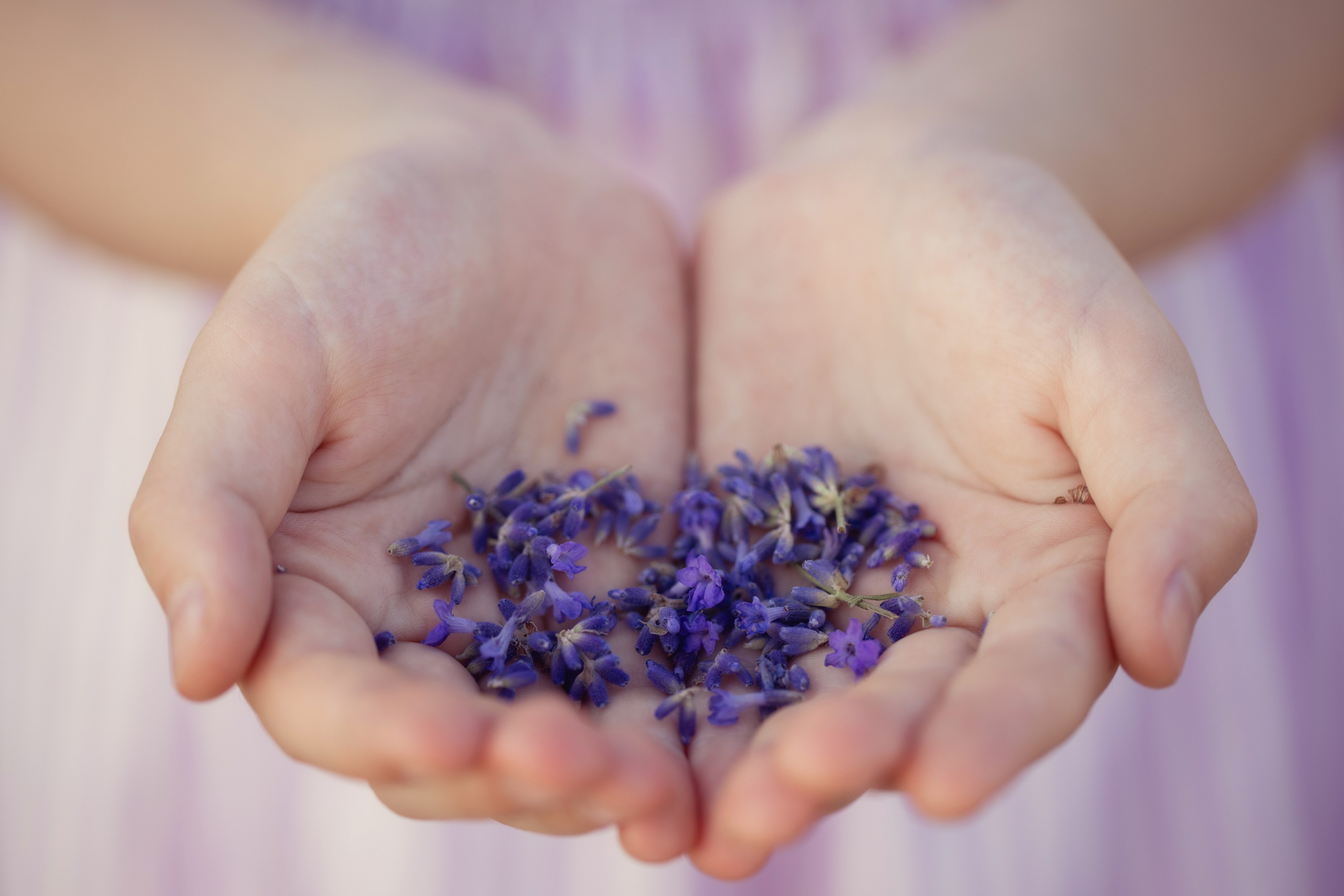 Лавандовая сказка. Семейный фотограф в Калининграде Надежда Гриднева