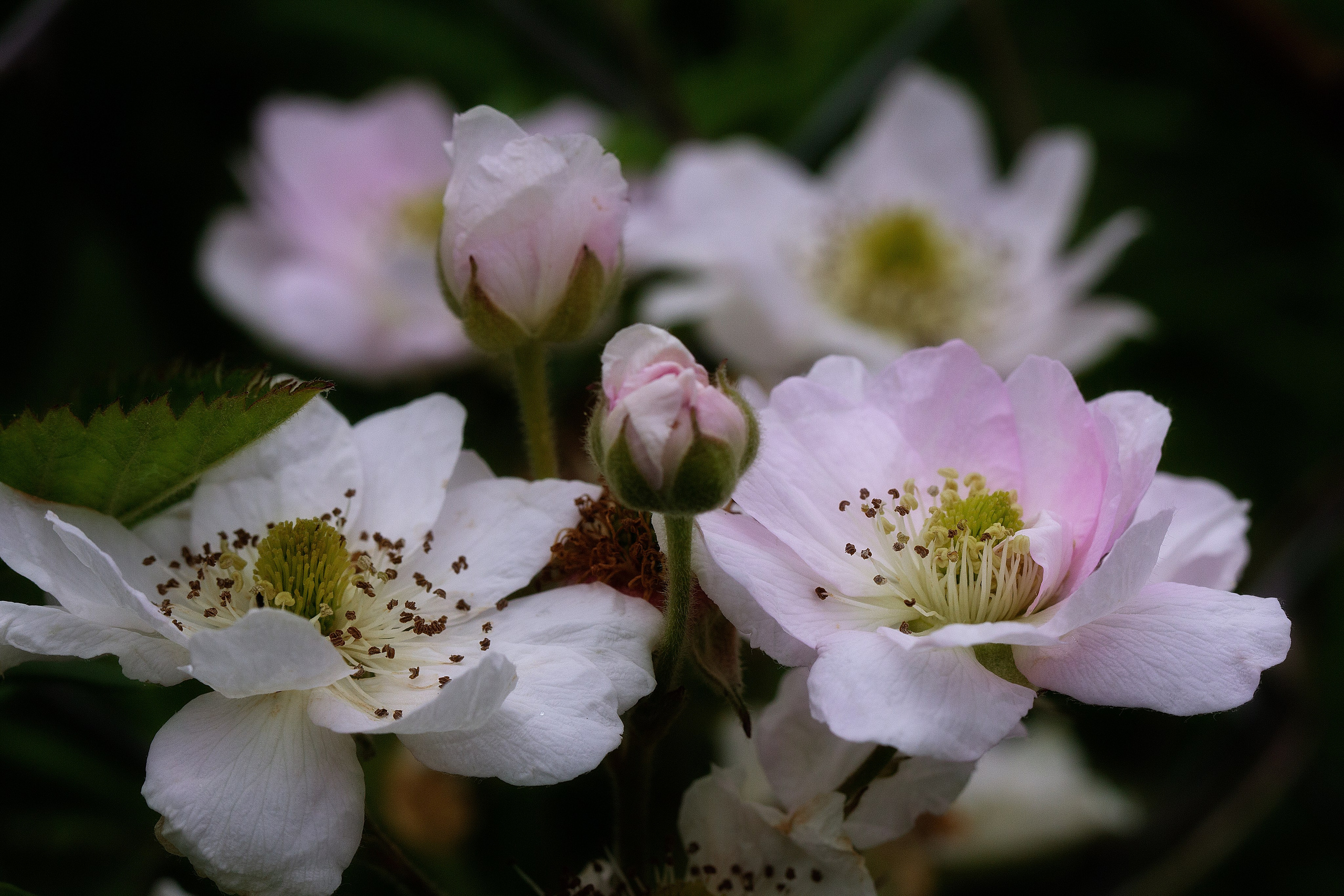 Здравствуй, август!. Семейный фотограф в Калининграде Надежда Гриднева