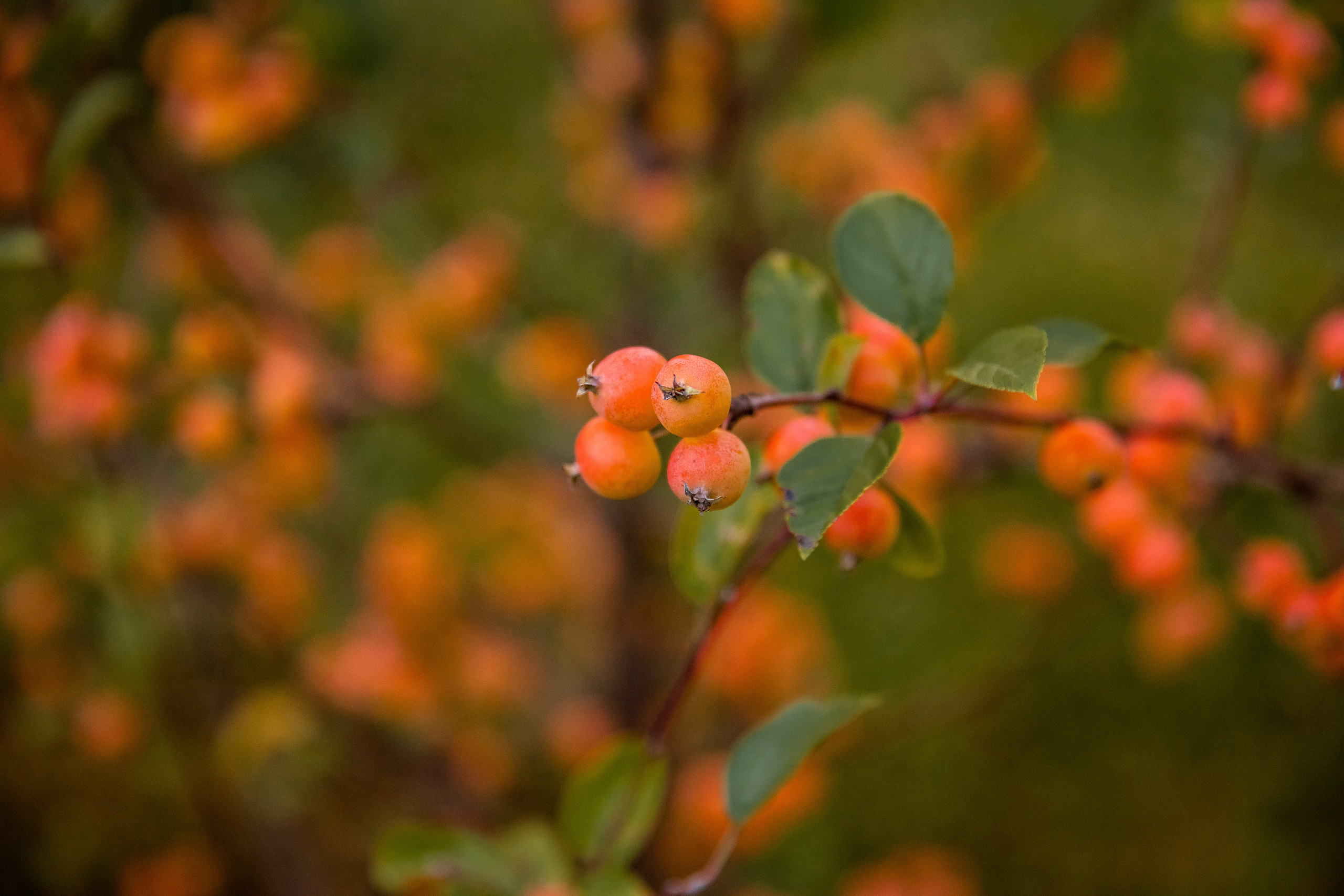 Где погулять осенью в Лобне?. Дарья Бухреева — фотограф, видеограф и фототерапевт. Москва и мир