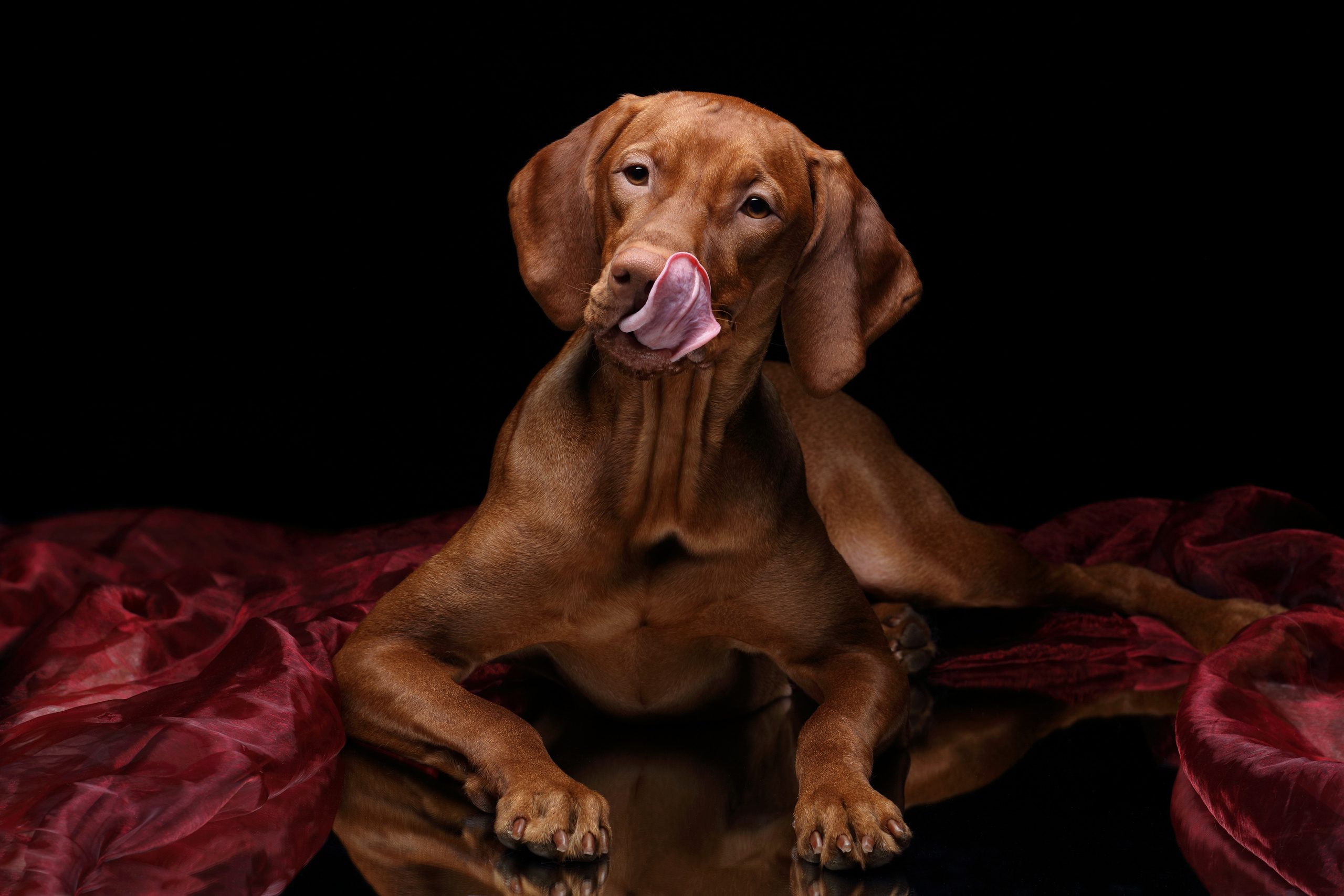 Фотосъемка животных. Профессиональная фотосъемка домашних животных в Санкт-Петербурге. Фото