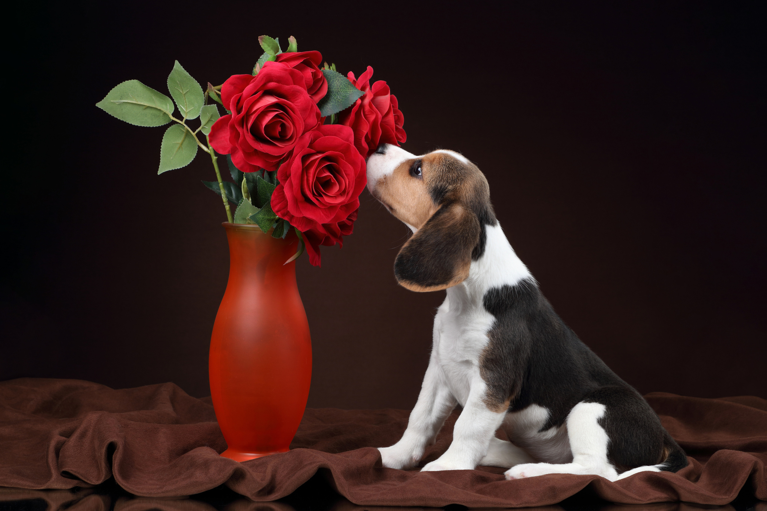 Фотосъемка животных. Профессиональная фотосъемка домашних животных в Санкт-Петербурге. Фото