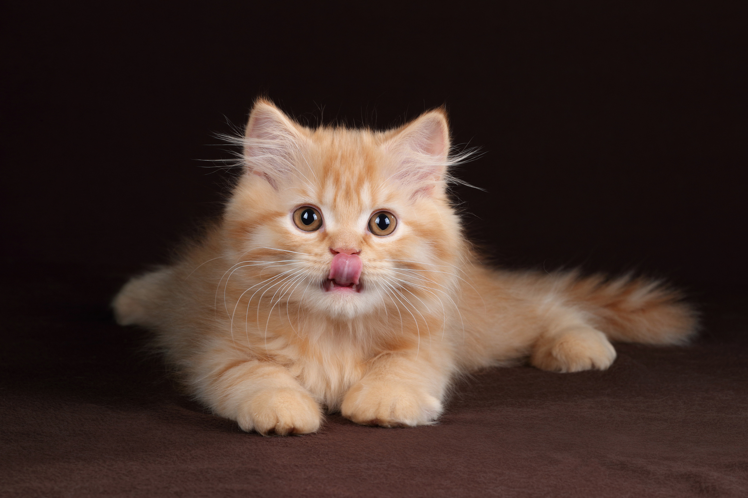 Фотосъемка животных. Профессиональная фотосъемка домашних животных в Санкт-Петербурге. Фото