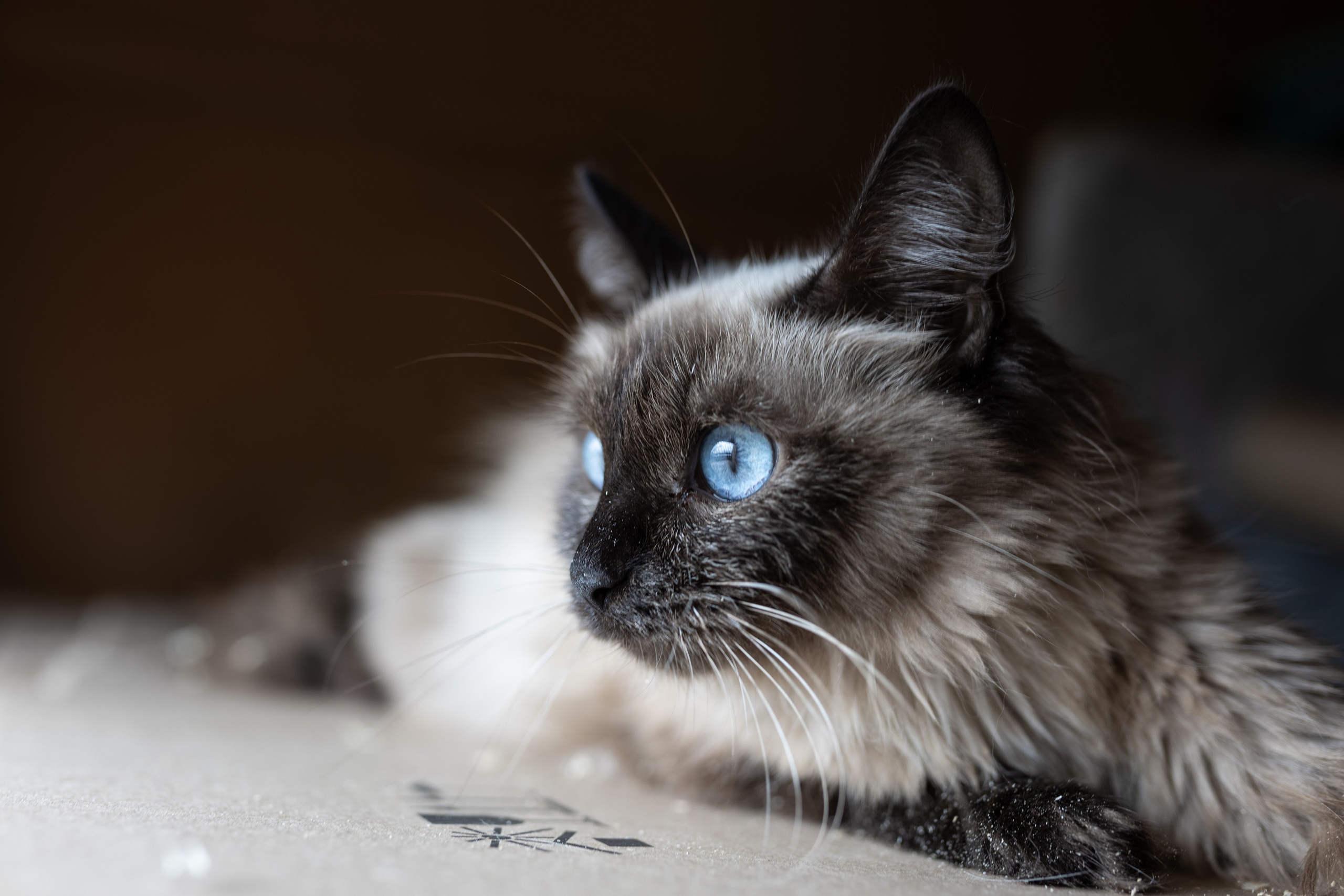 Волонтерская деятельность. Фотографирую для приютов бесплатно