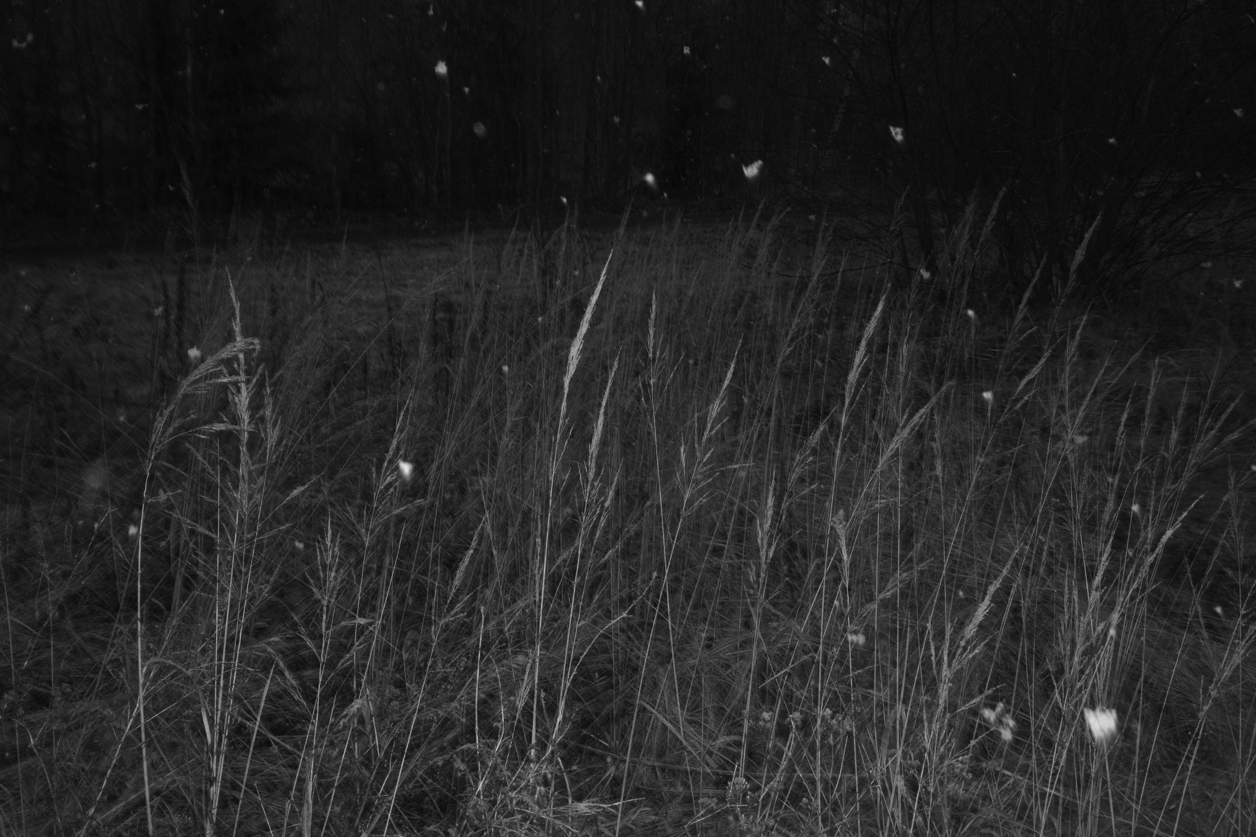 Круг жизни. Пылина Ирина — современная фотография