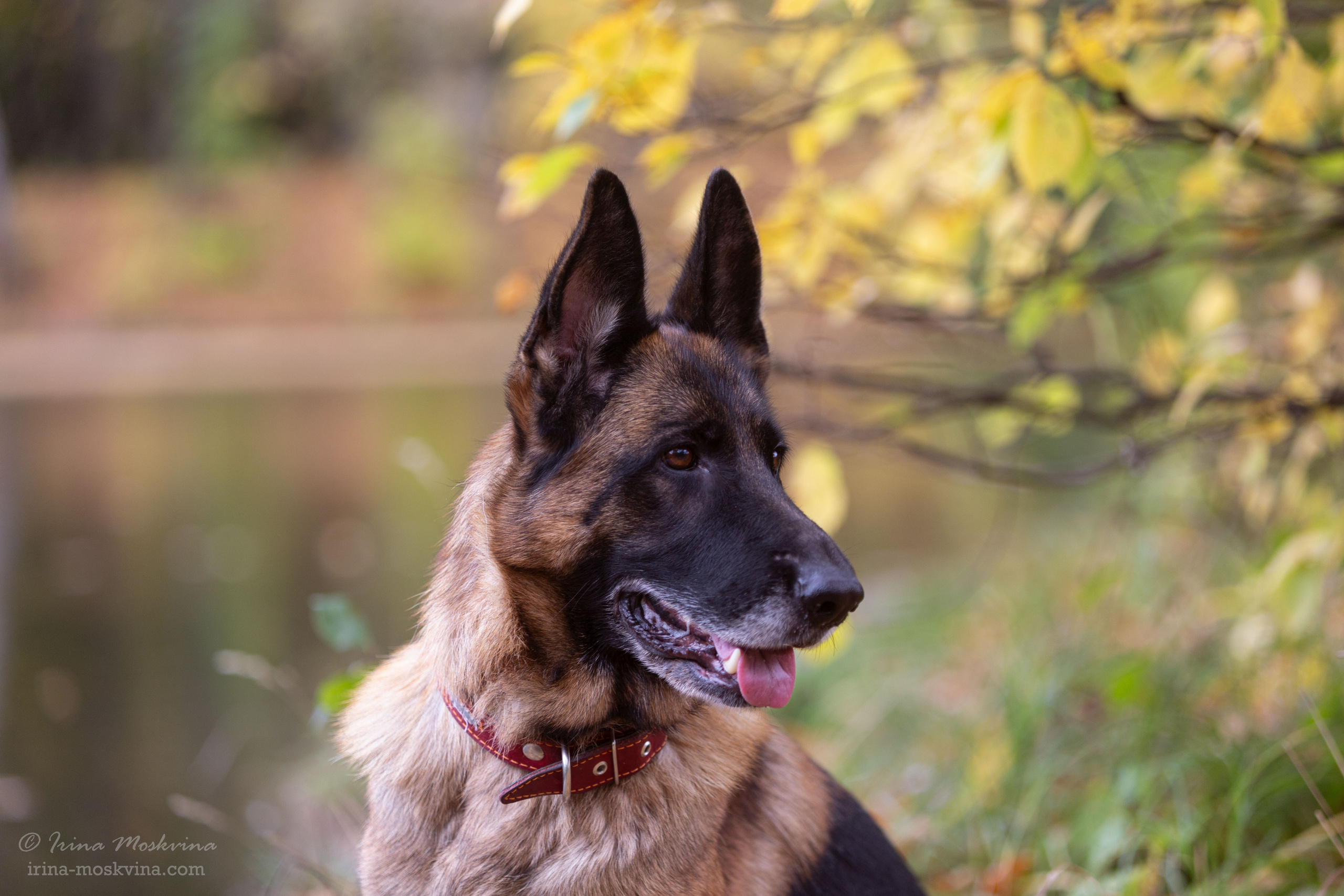 Ирина Москвина | фотограф | Москва