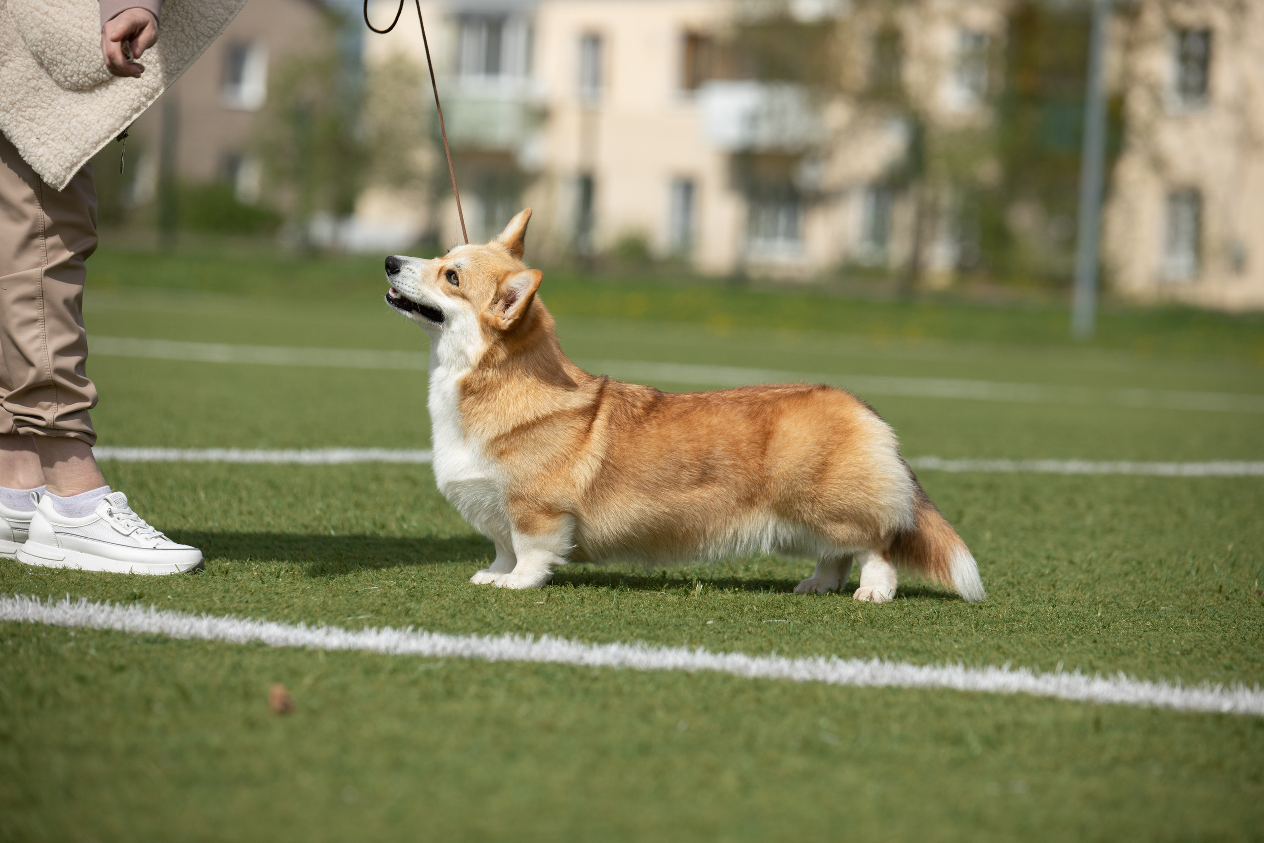 Услуги. Фотограф — анималист в Туле Юлия Лето