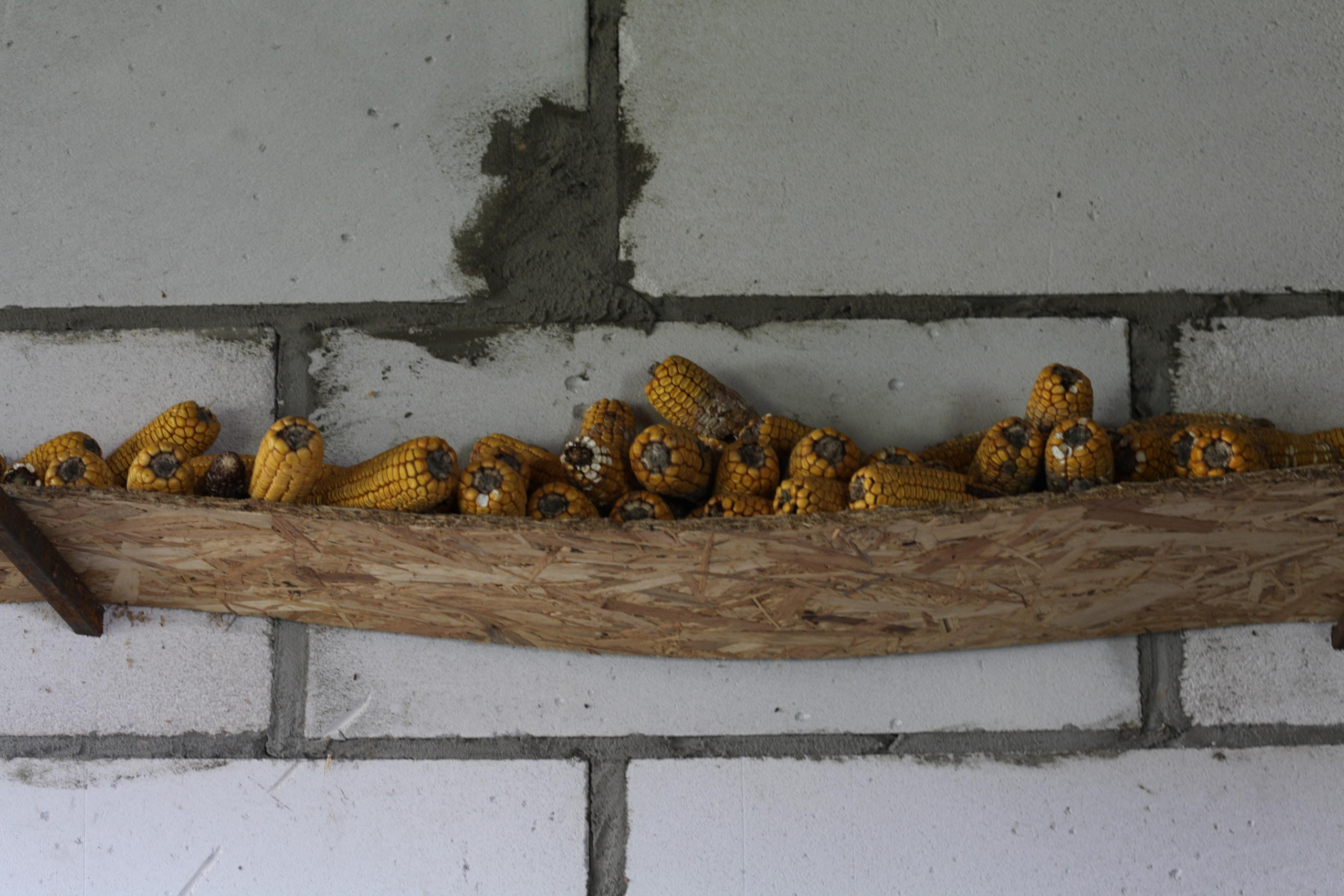 Крылья мира. Куратор и фотограф Варвара Кулаева