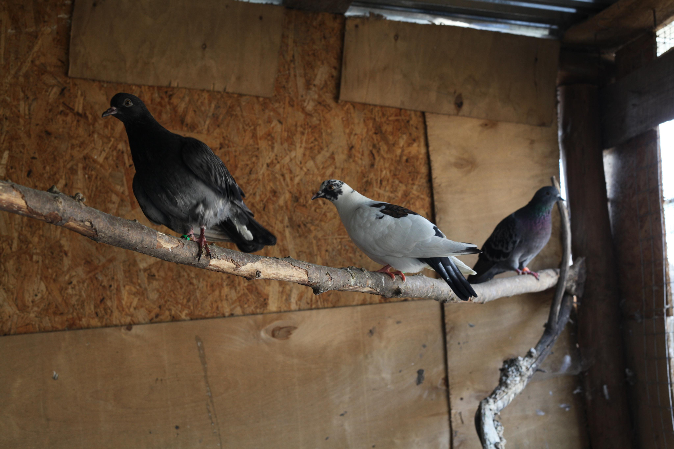 Крылья мира. Куратор и фотограф Варвара Кулаева