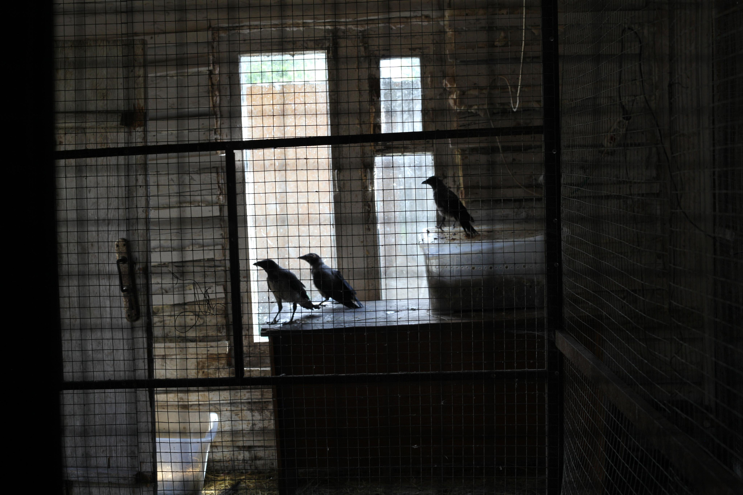 Крылья мира. Куратор и фотограф Варвара Кулаева