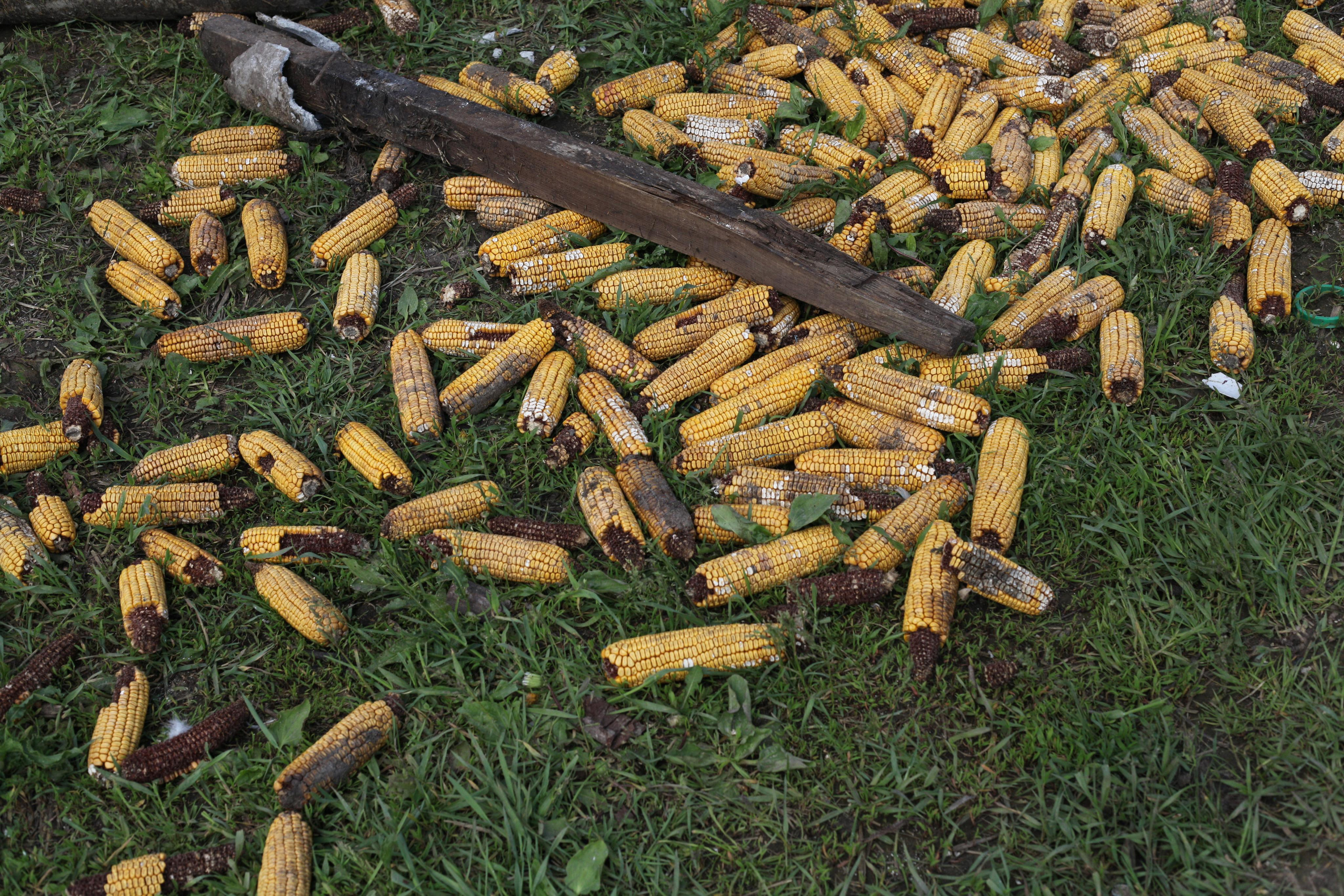 Крылья мира. Куратор и фотограф Варвара Кулаева