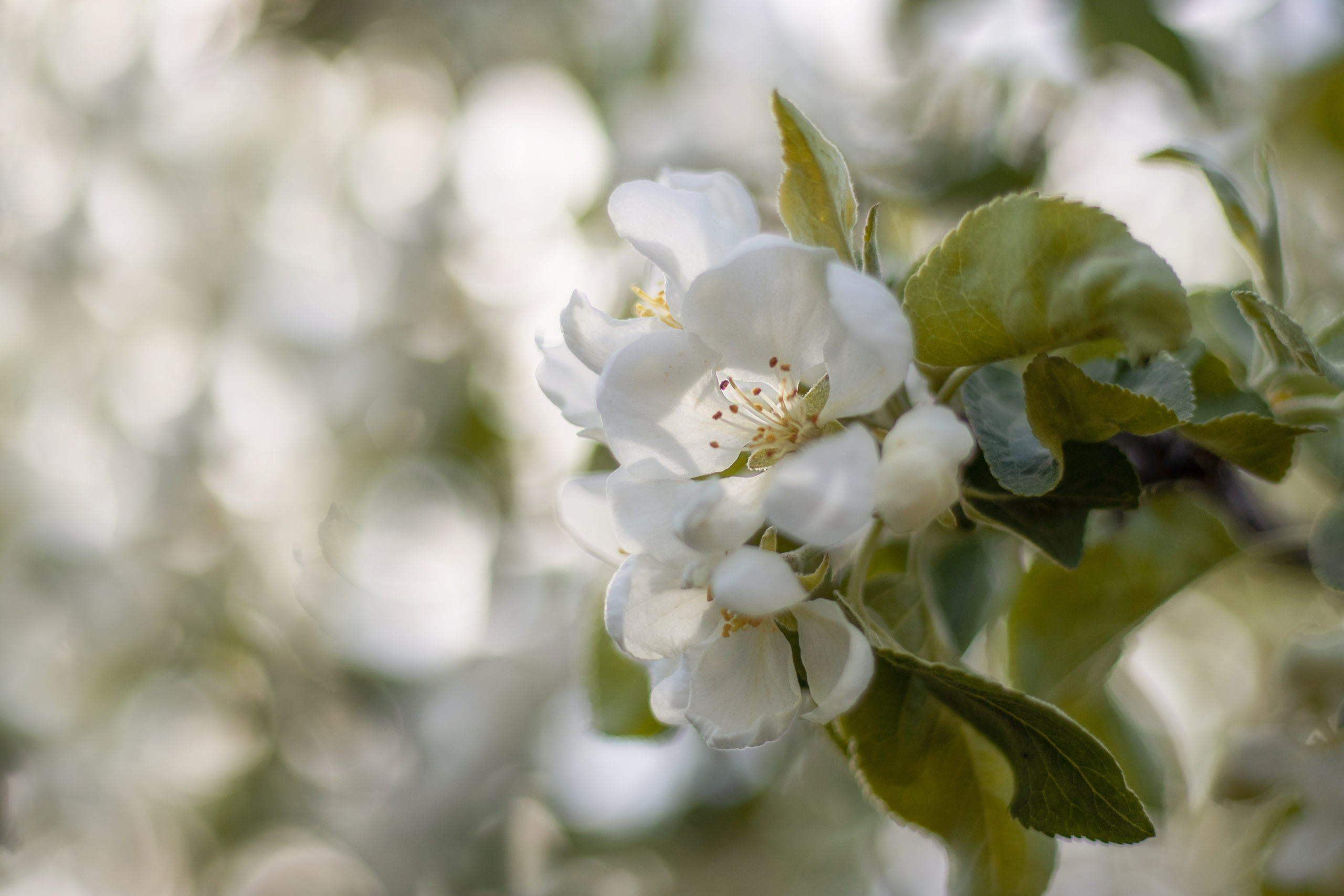 29.05.2025. Семейная фотосессия в Новосибирске