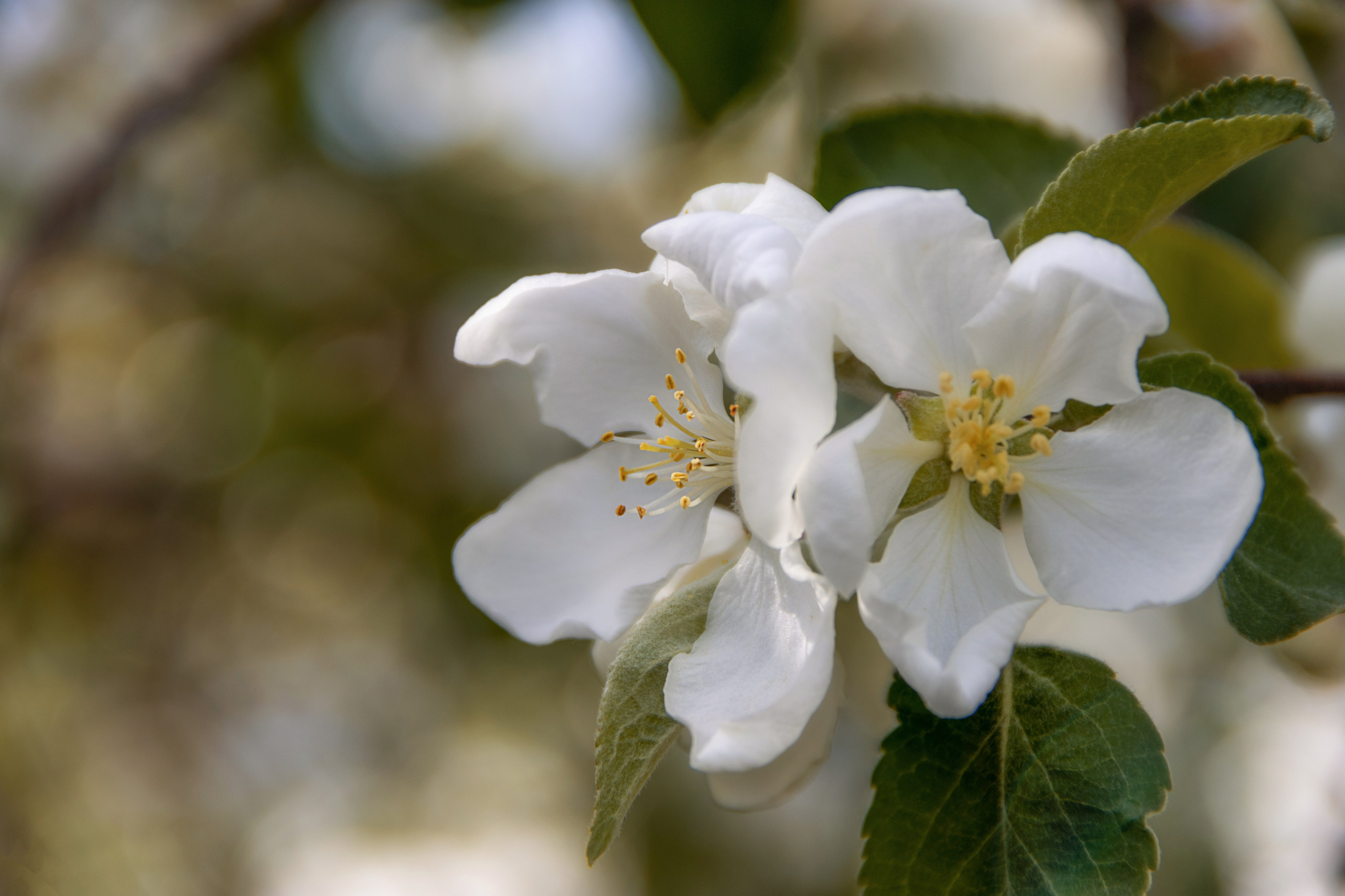 29.05.2025. Семейная фотосессия в Новосибирске
