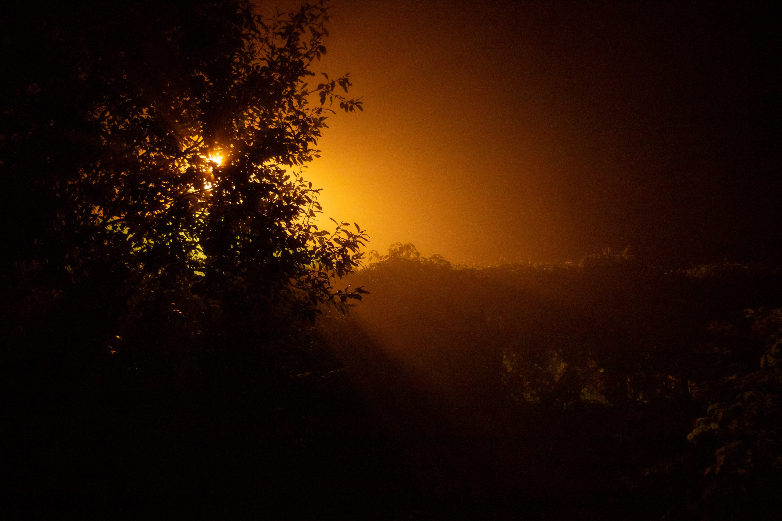 Туман. Фотограф Давыдова Дарья | Xsae_ph