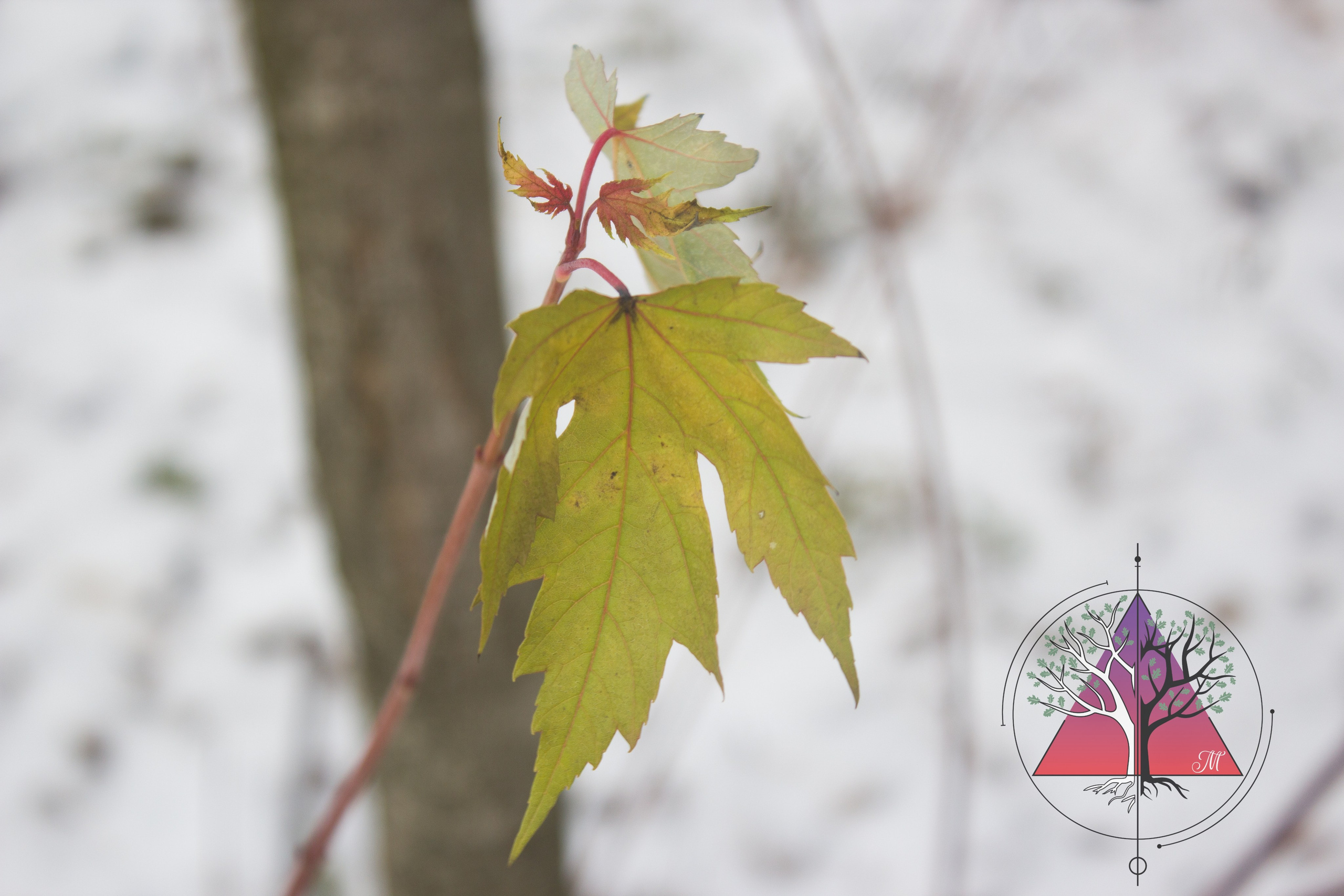 Люблю фотографировать природу. Ваш личный фотограф в Москве Мила