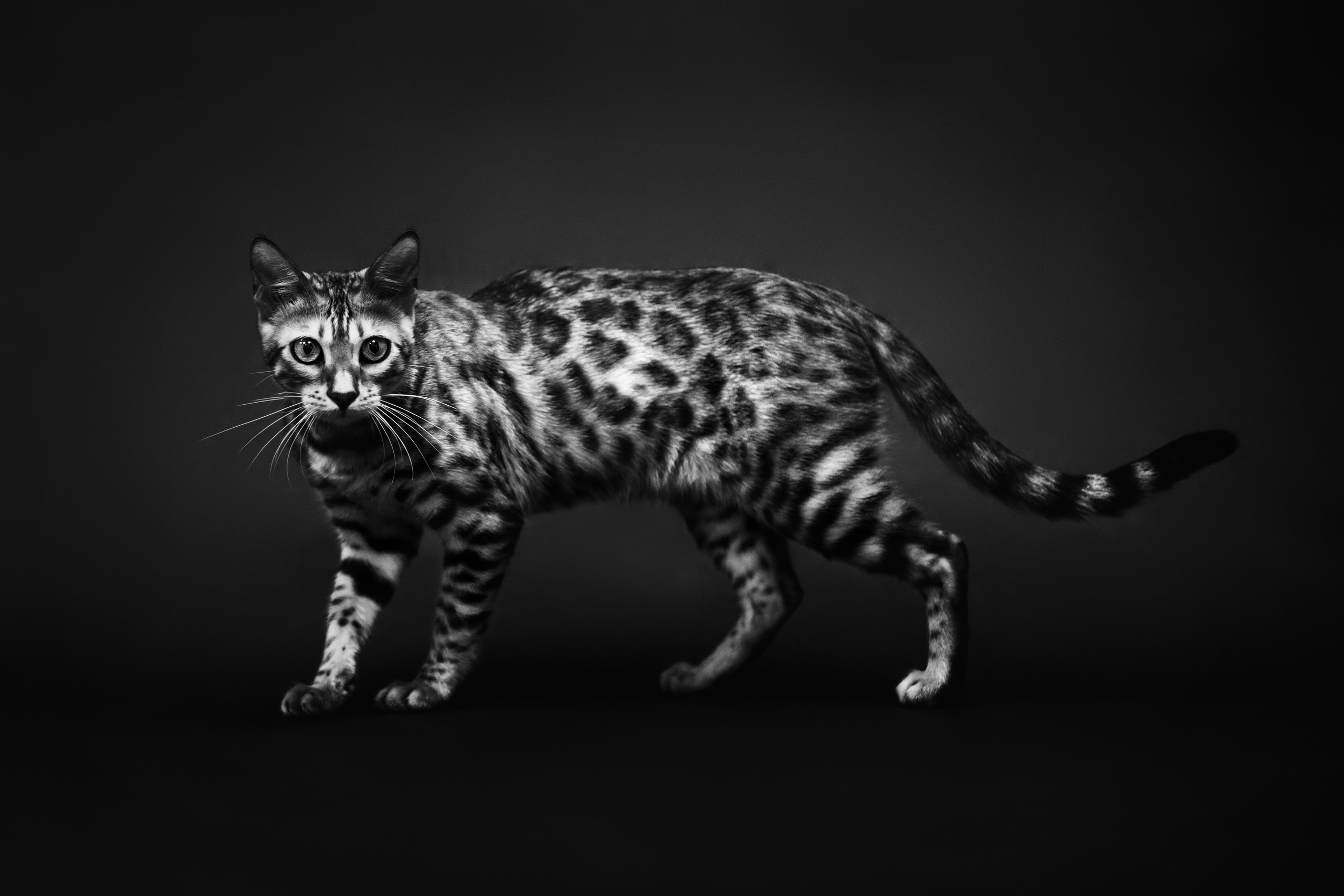 Photographer in Prague, Europe, Russia Tatiana Malysheva