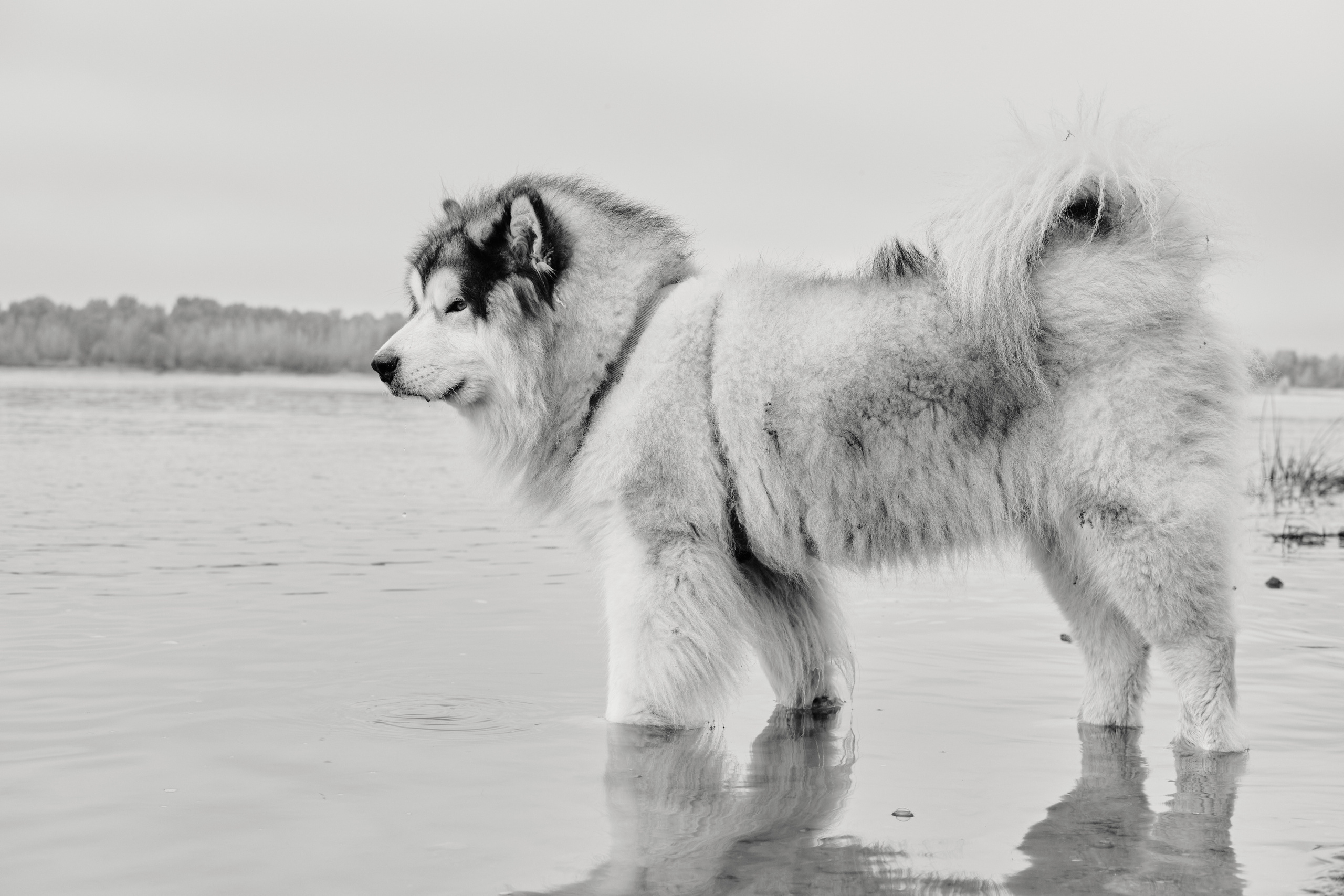 Интервью с чайным мастером Савелием Сорокиным — Белая панда. Семейный фотограф в Новосибирске Артём Кузнецов