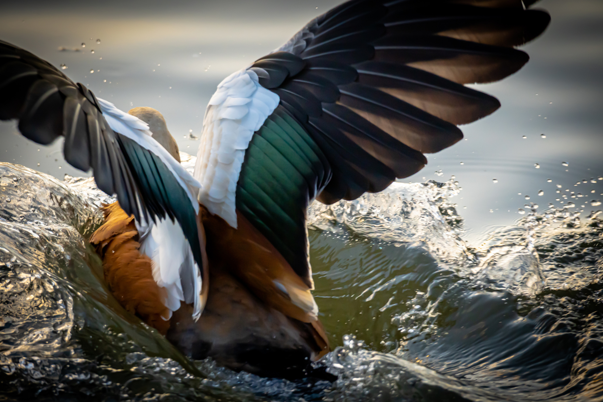 Утки на воде в Лужниках