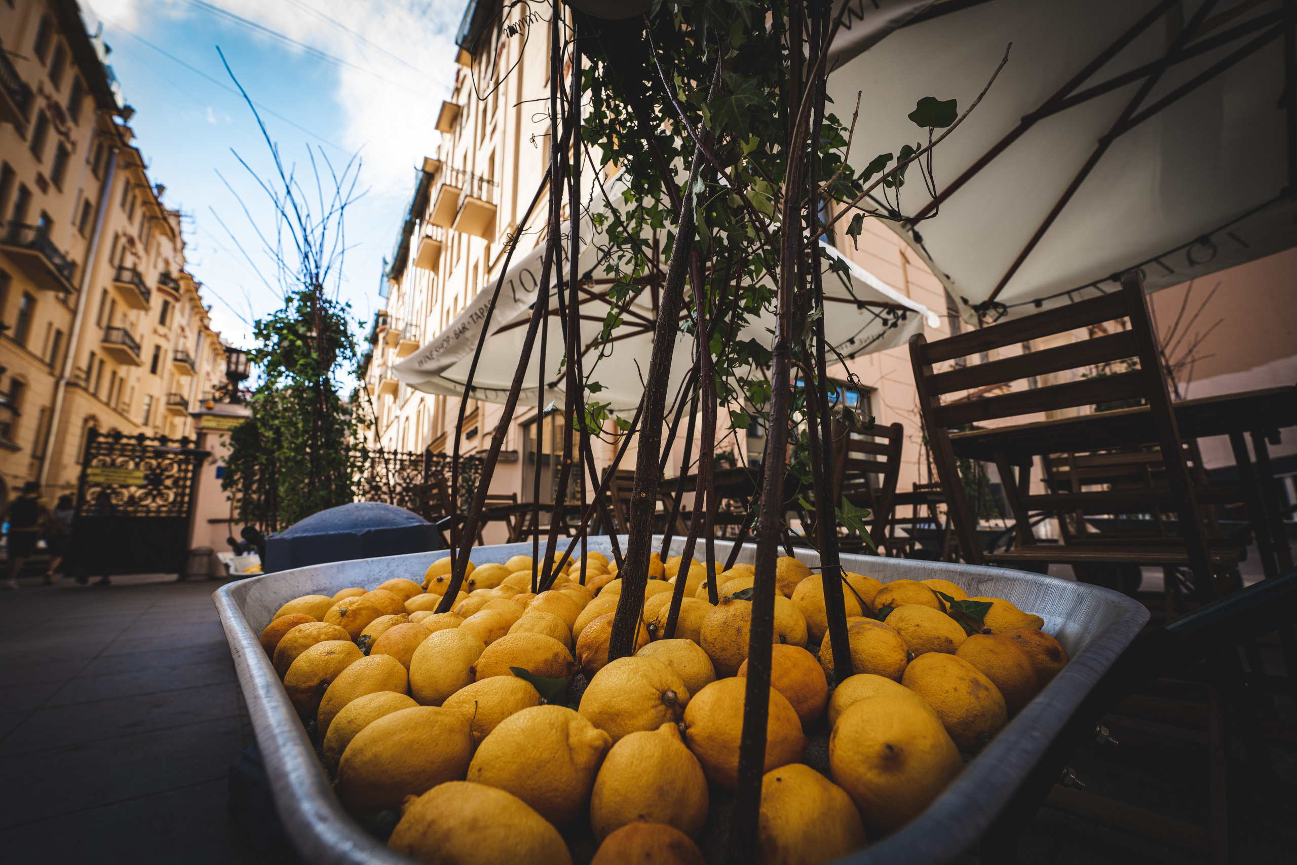 Лимоны на улице Рубинштейна в Питере