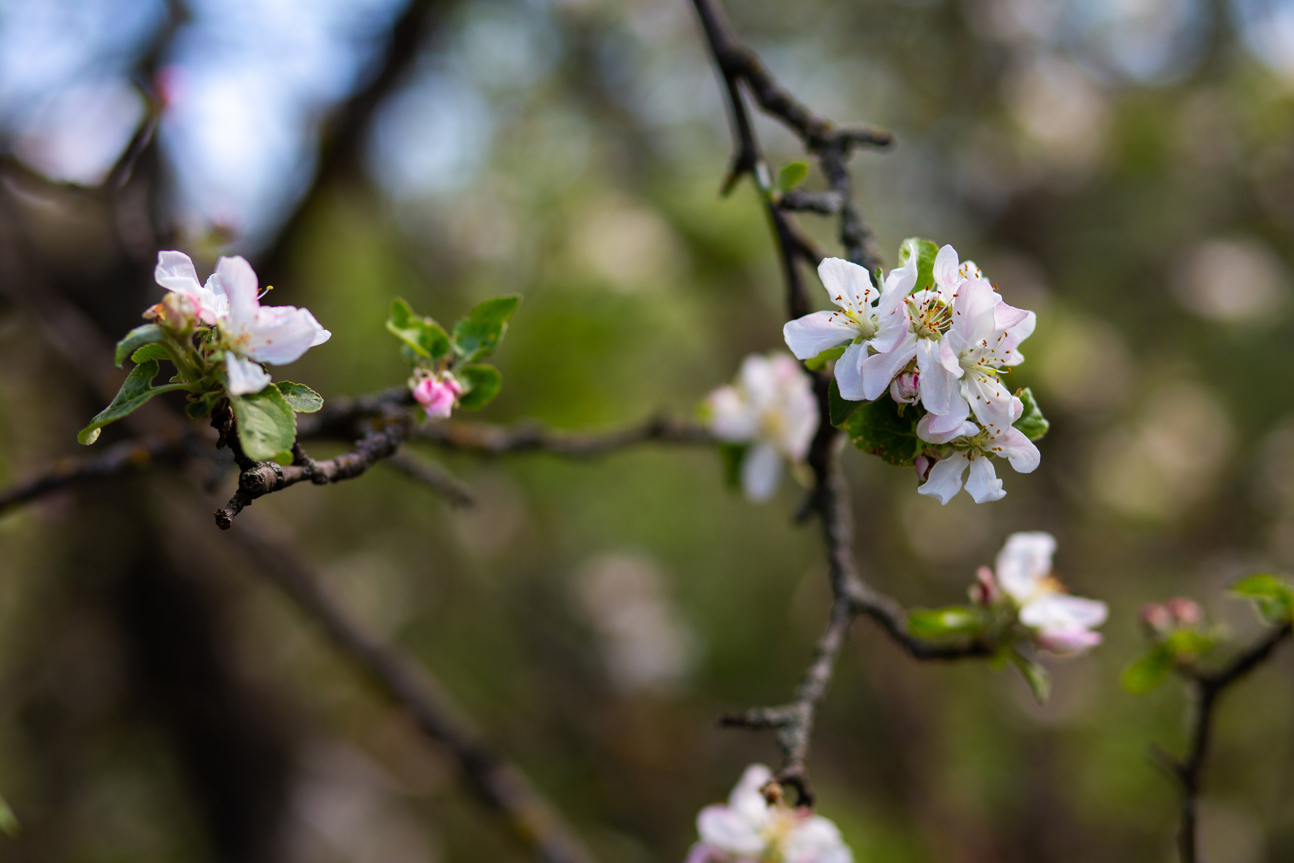 Яблоневые сады на Ломоносова в Воронеже снова цветут. Фотограф Тамара Нижельская Воронеж