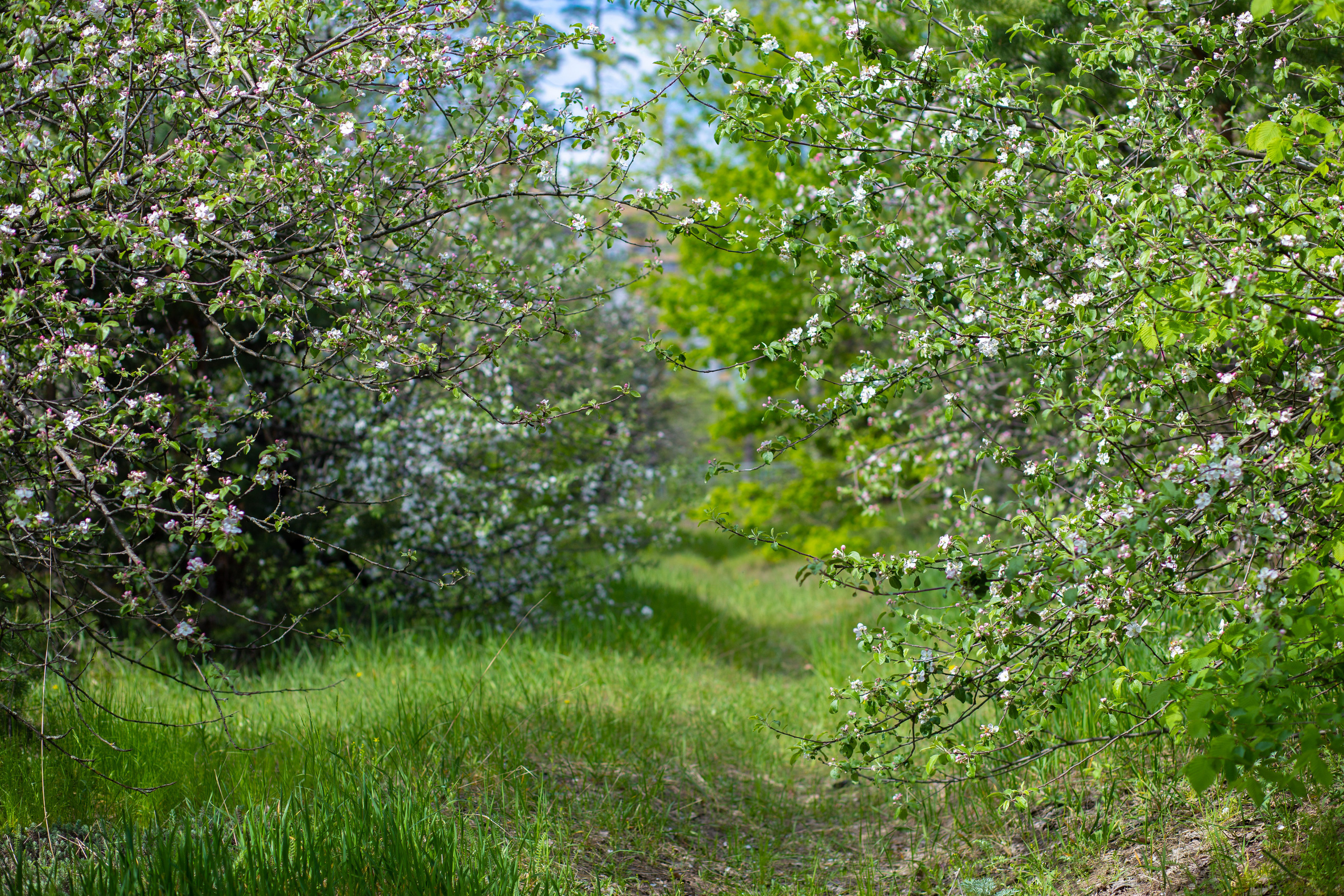 Яблоневые сады на Ломоносова в Воронеже снова цветут. Фотограф Тамара Нижельская Воронеж