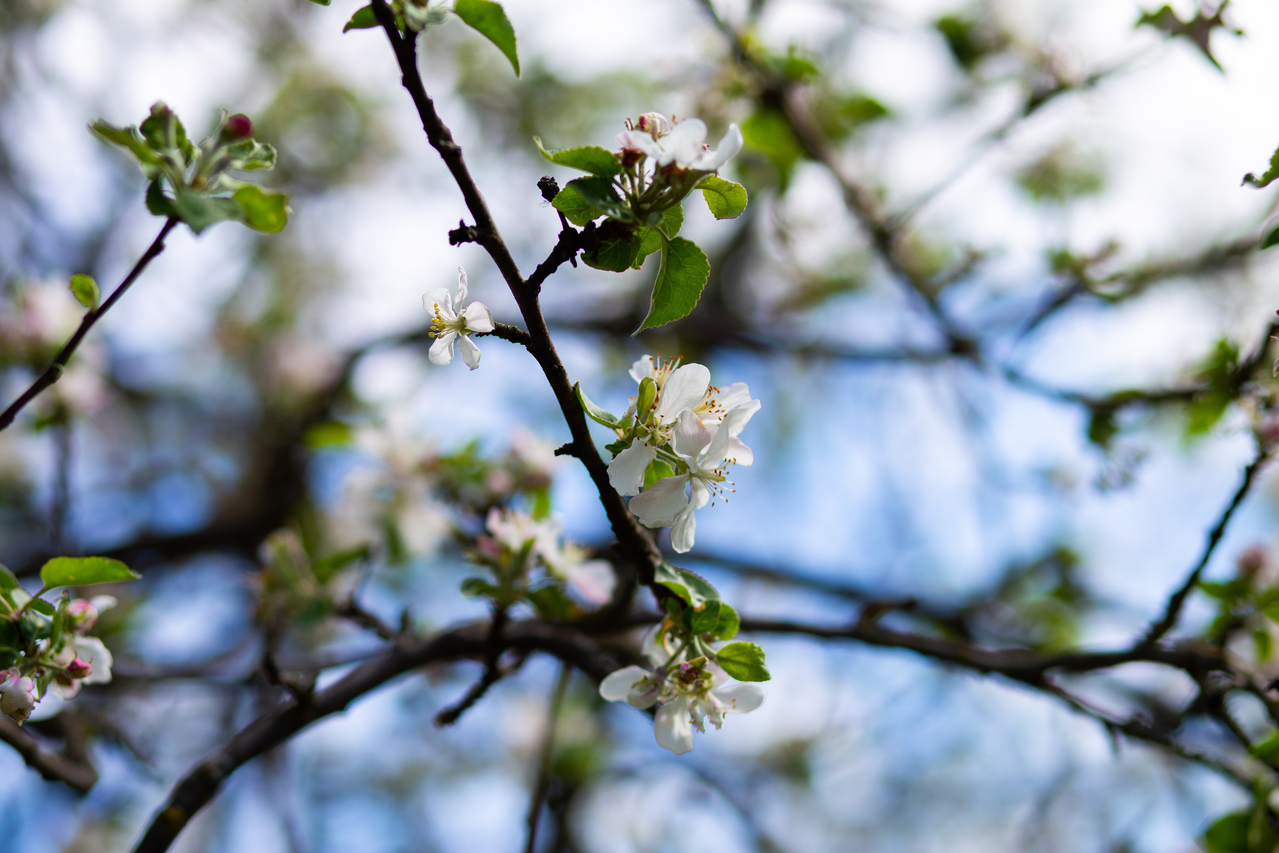 Яблоневые сады на Ломоносова в Воронеже снова цветут. Фотограф Тамара Нижельская Воронеж