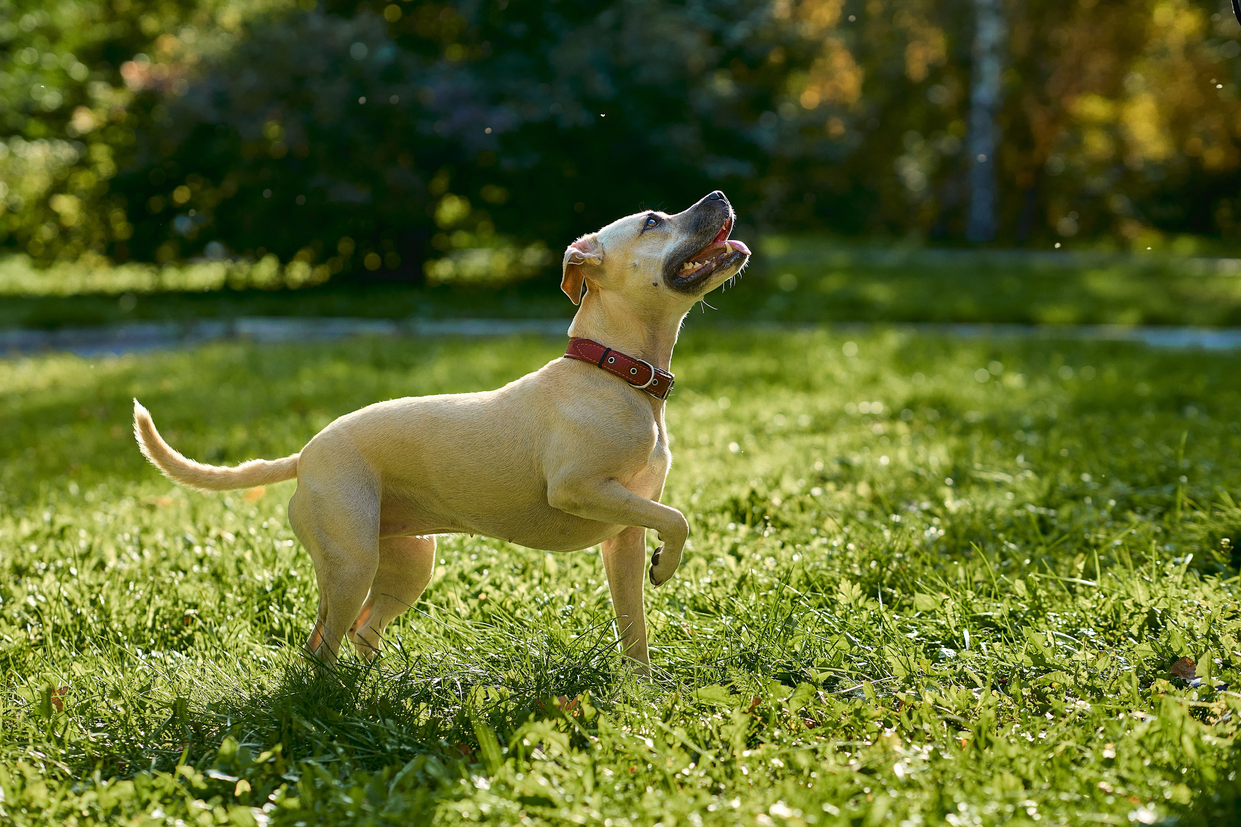 Фотограф - анималист всегда может запечатлеть любимого питомца