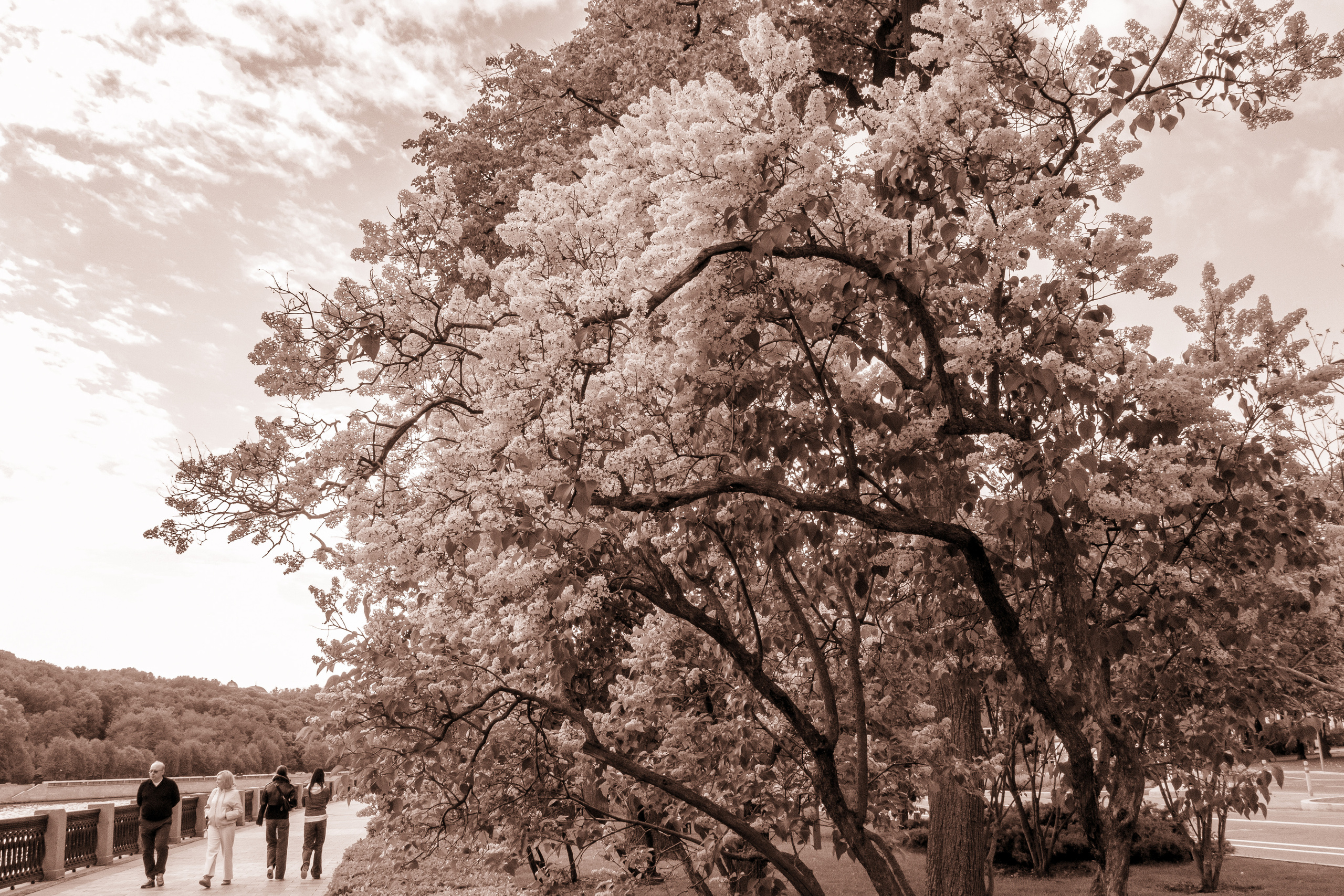 Весна в Москве в черно-белом цвете