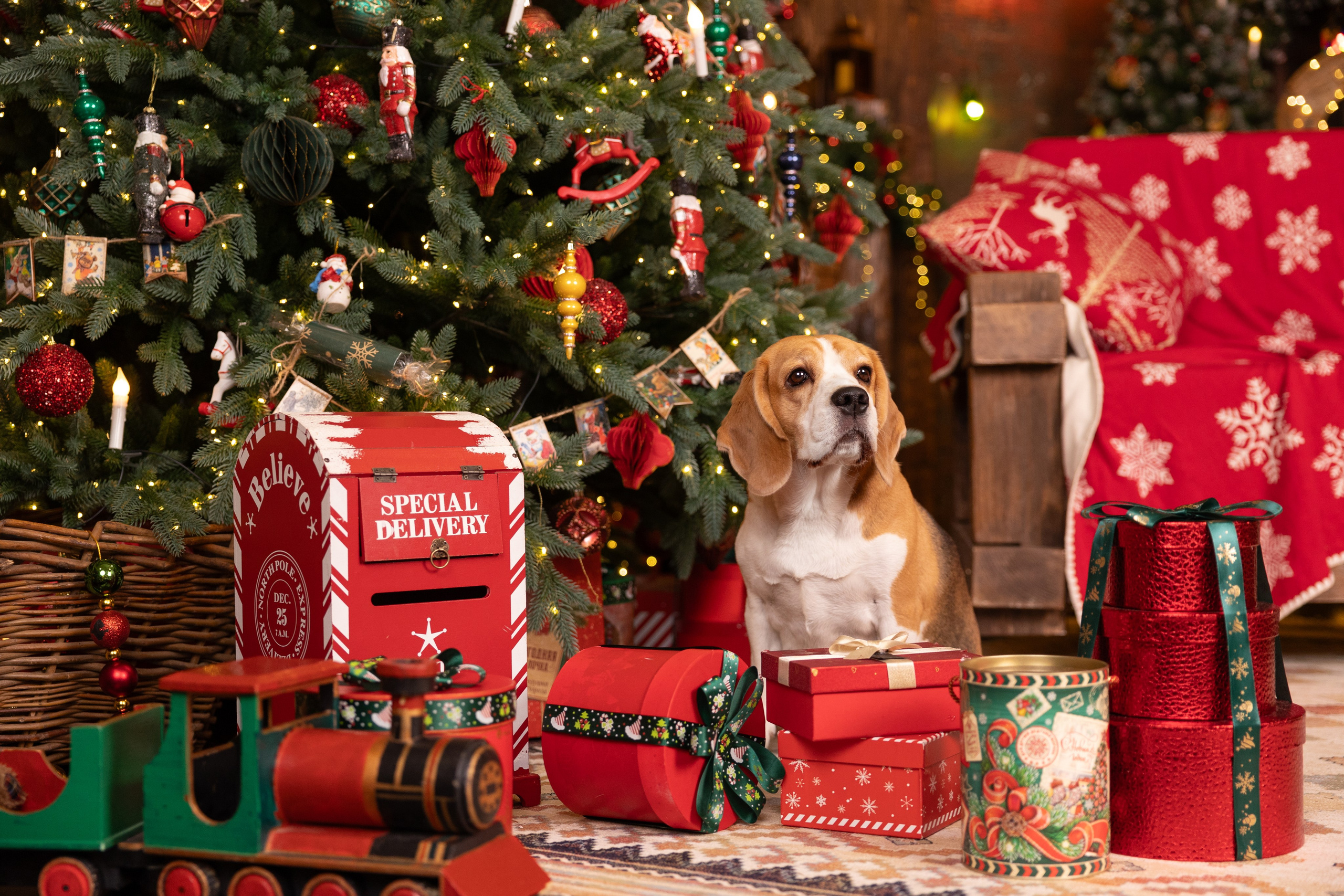 Выбираем тип съёмки (1). Фотограф-анималист Natalia Deingel | Фотосъемка собак в Москве