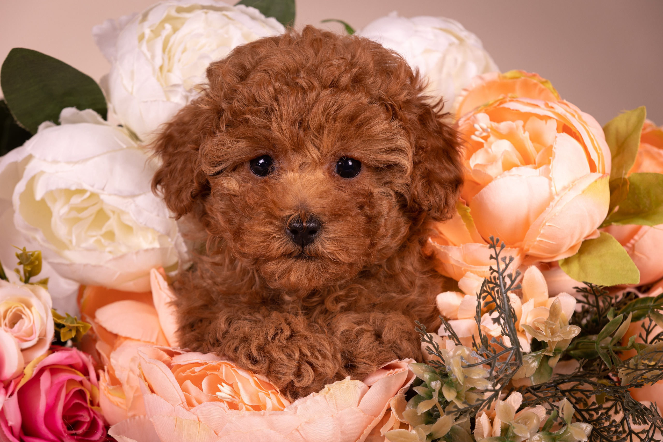 Приглашаю на студийные фото дни в феврале!. Фотограф-анималист Natalia Deingel | Фотосъемка собак в Москве