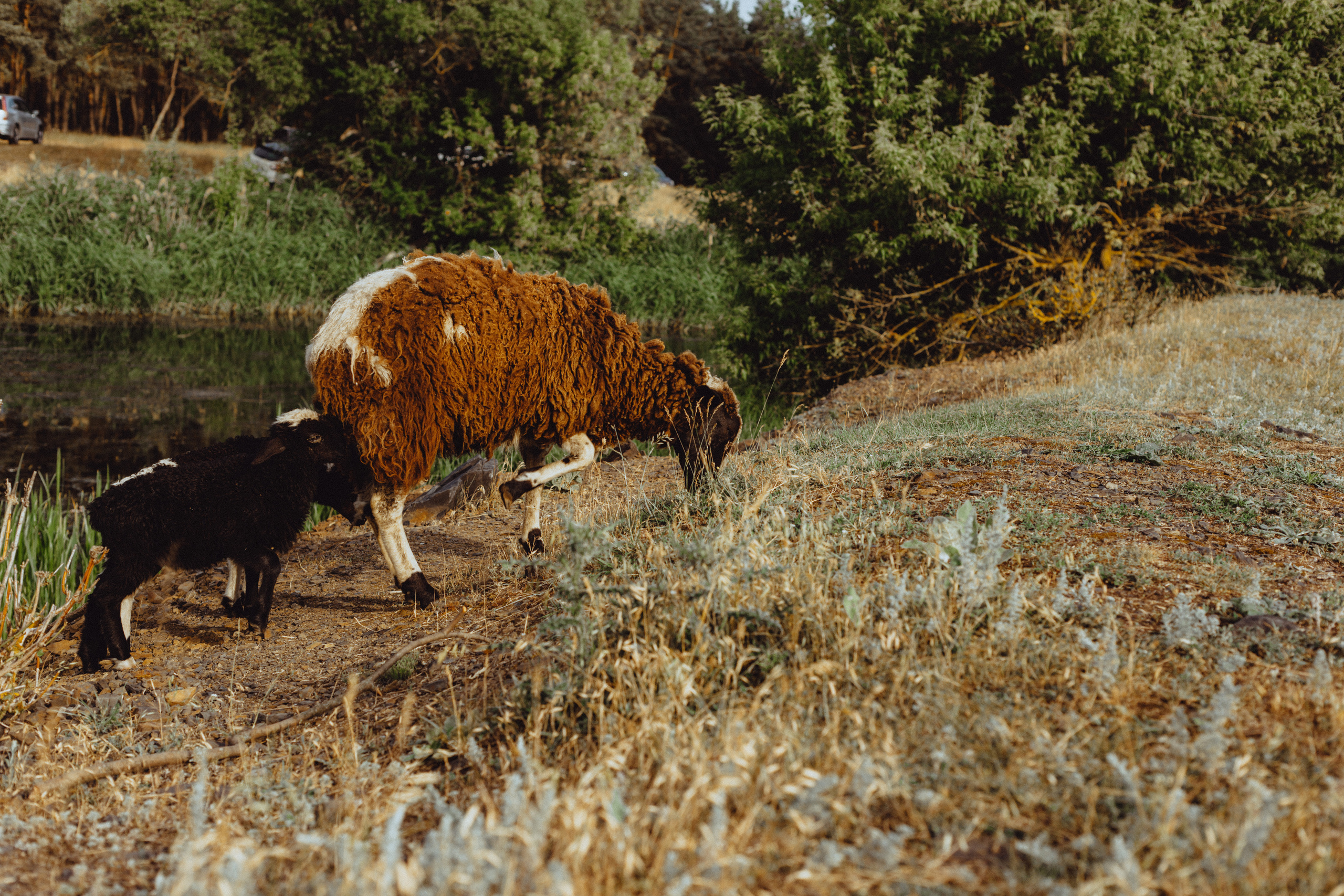 Овцы без электроандроидов. Фотограф Старый Оскол Мавлыга Мария