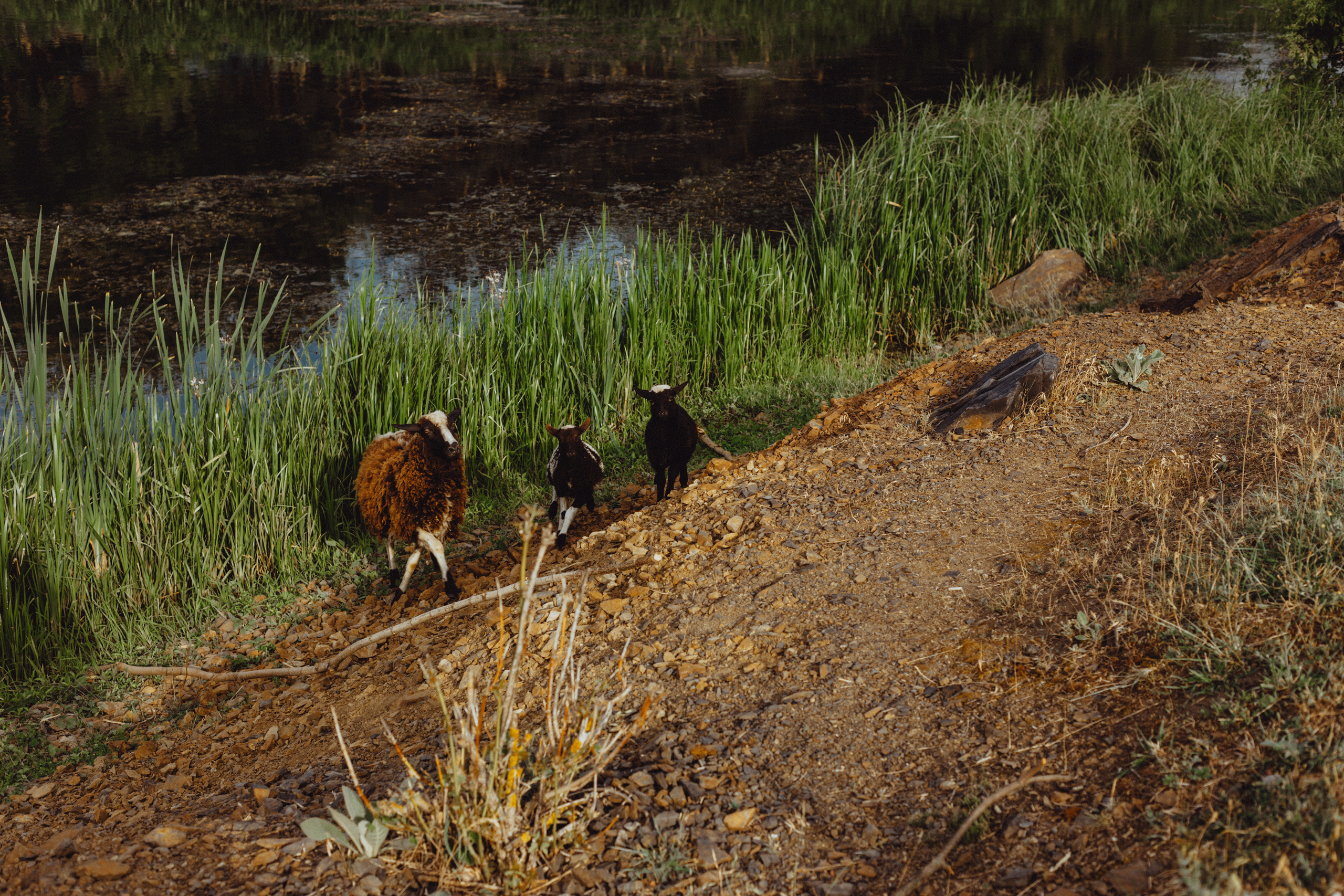 Овцы без электроандроидов. Фотограф Старый Оскол Мавлыга Мария