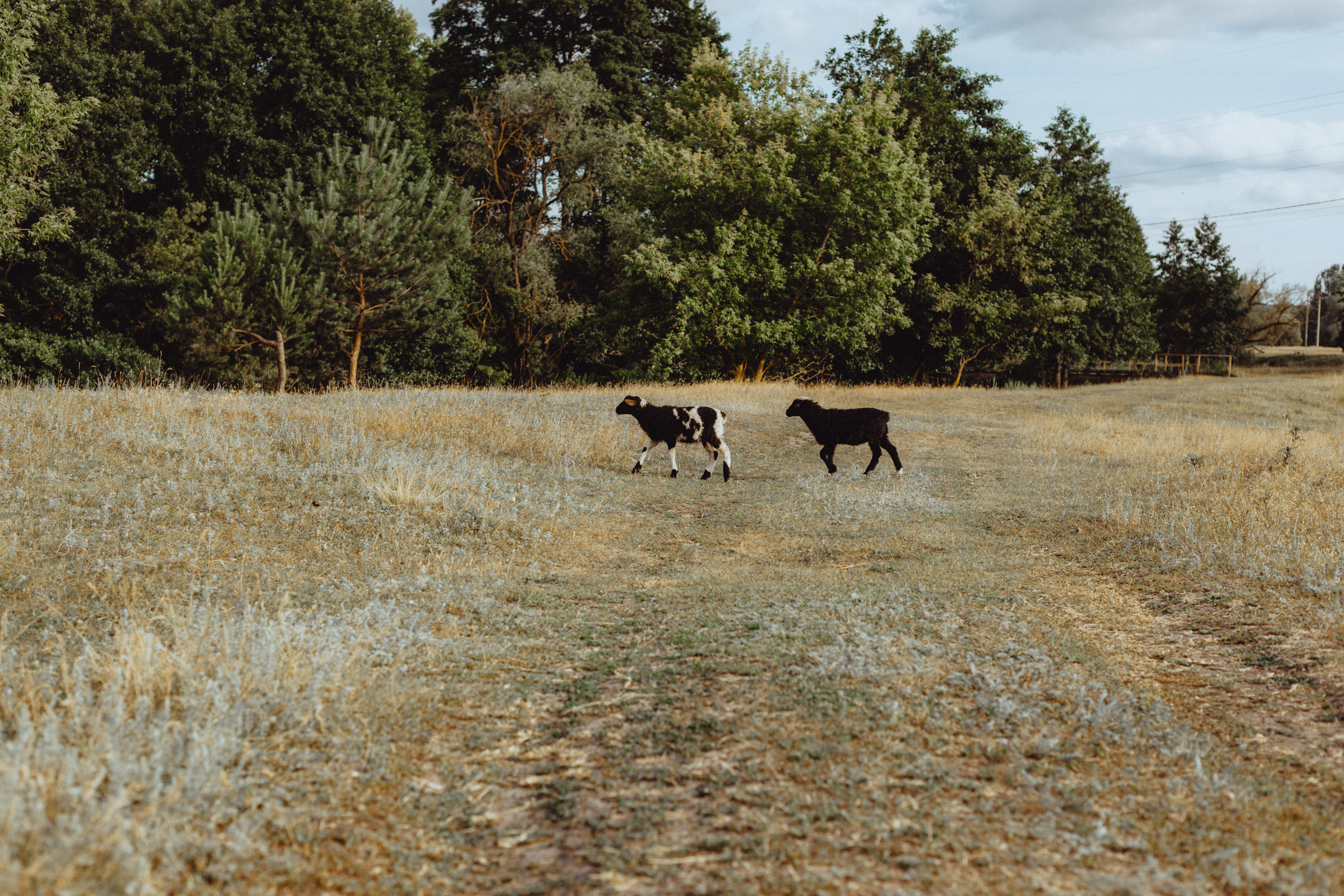 Овцы без электроандроидов. Фотограф Старый Оскол Мавлыга Мария