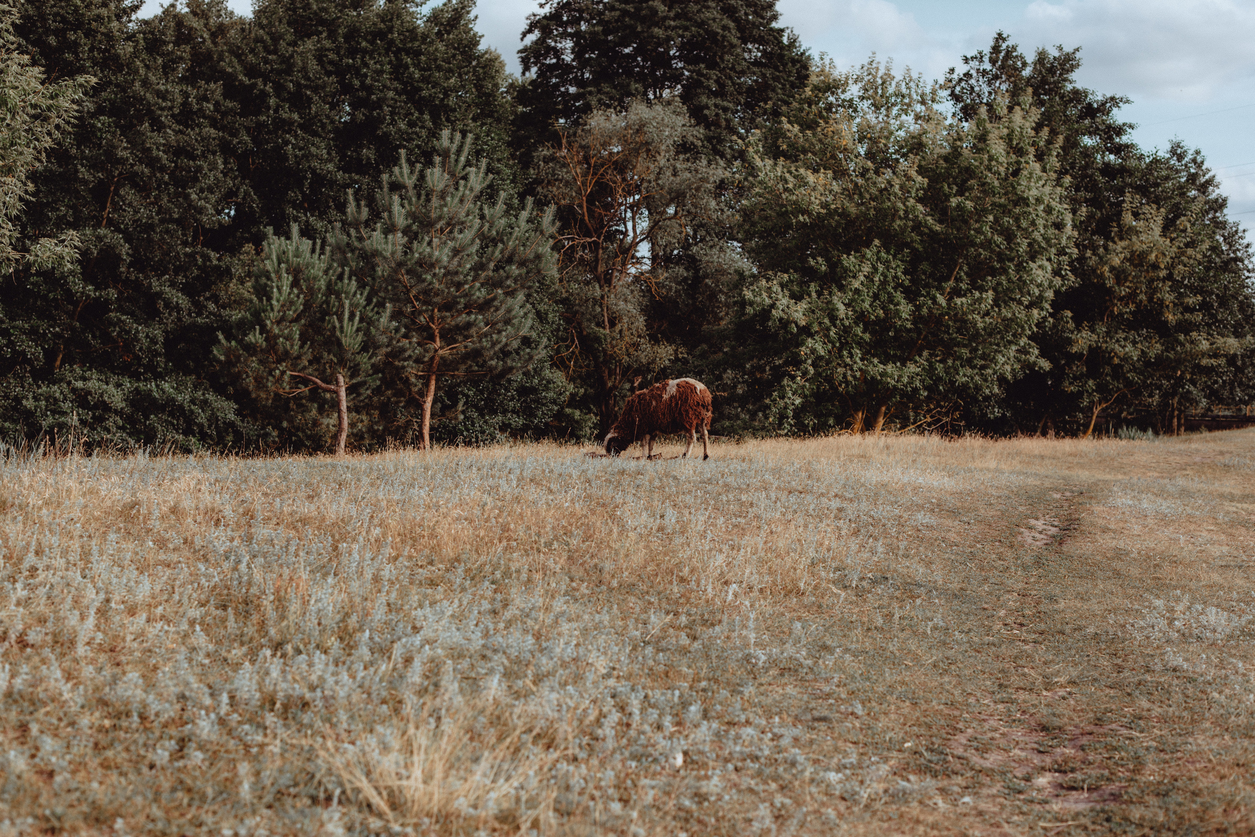 Овцы без электроандроидов. Фотограф Старый Оскол Мавлыга Мария