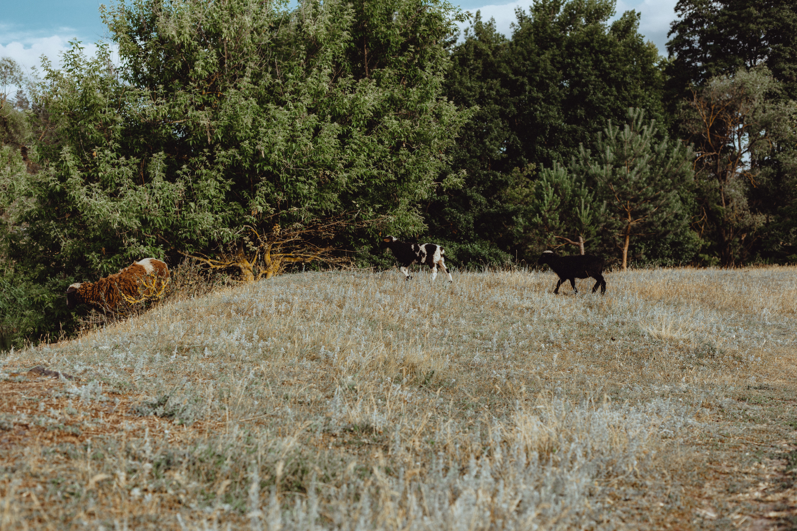 Овцы без электроандроидов. Фотограф Старый Оскол Мавлыга Мария