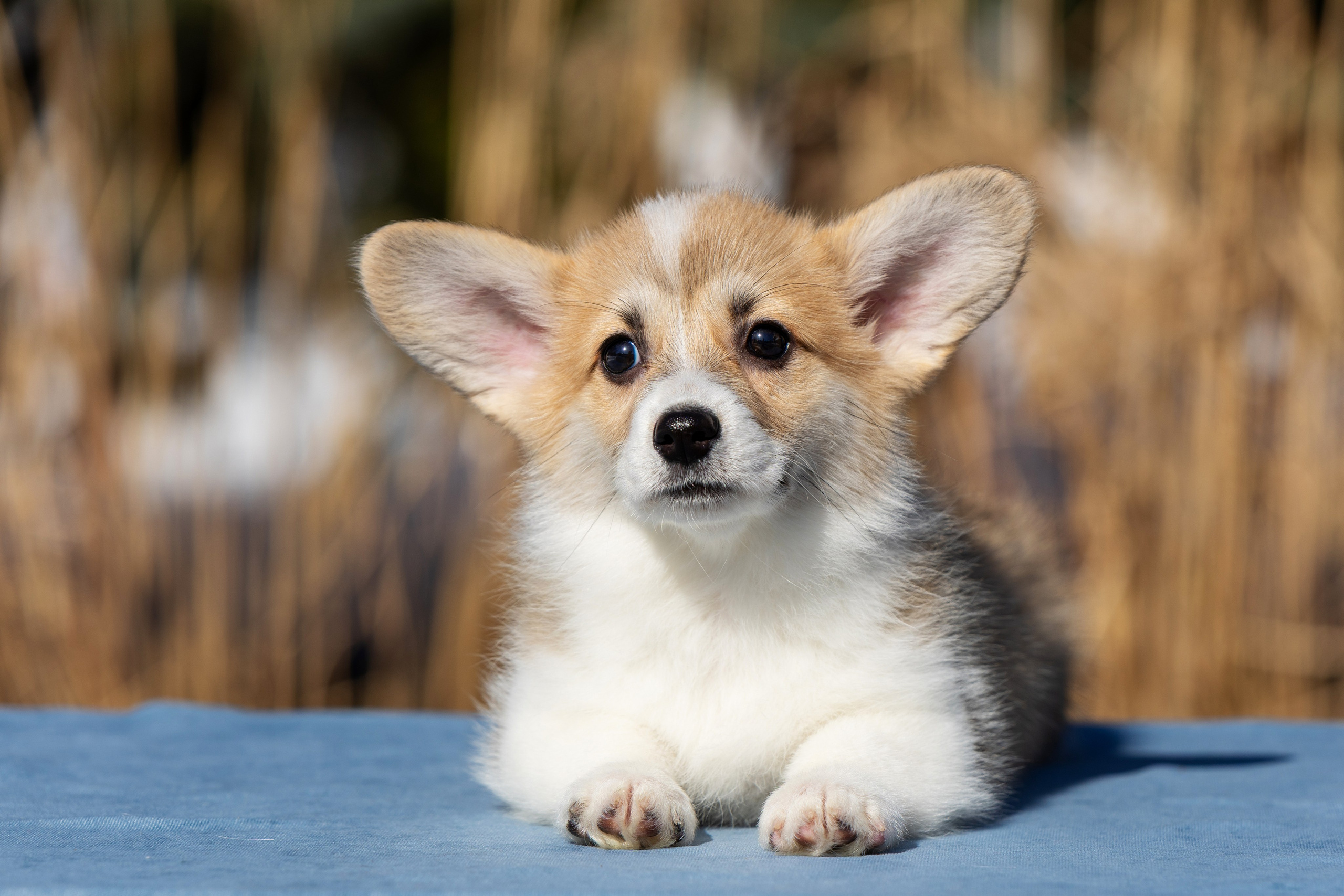 Купить щенка вельш корги кардиган из питомника Ice Fantasy. Купить щенка Вельш-корги-кардиган в семейном питомнике — Ice Fantasy