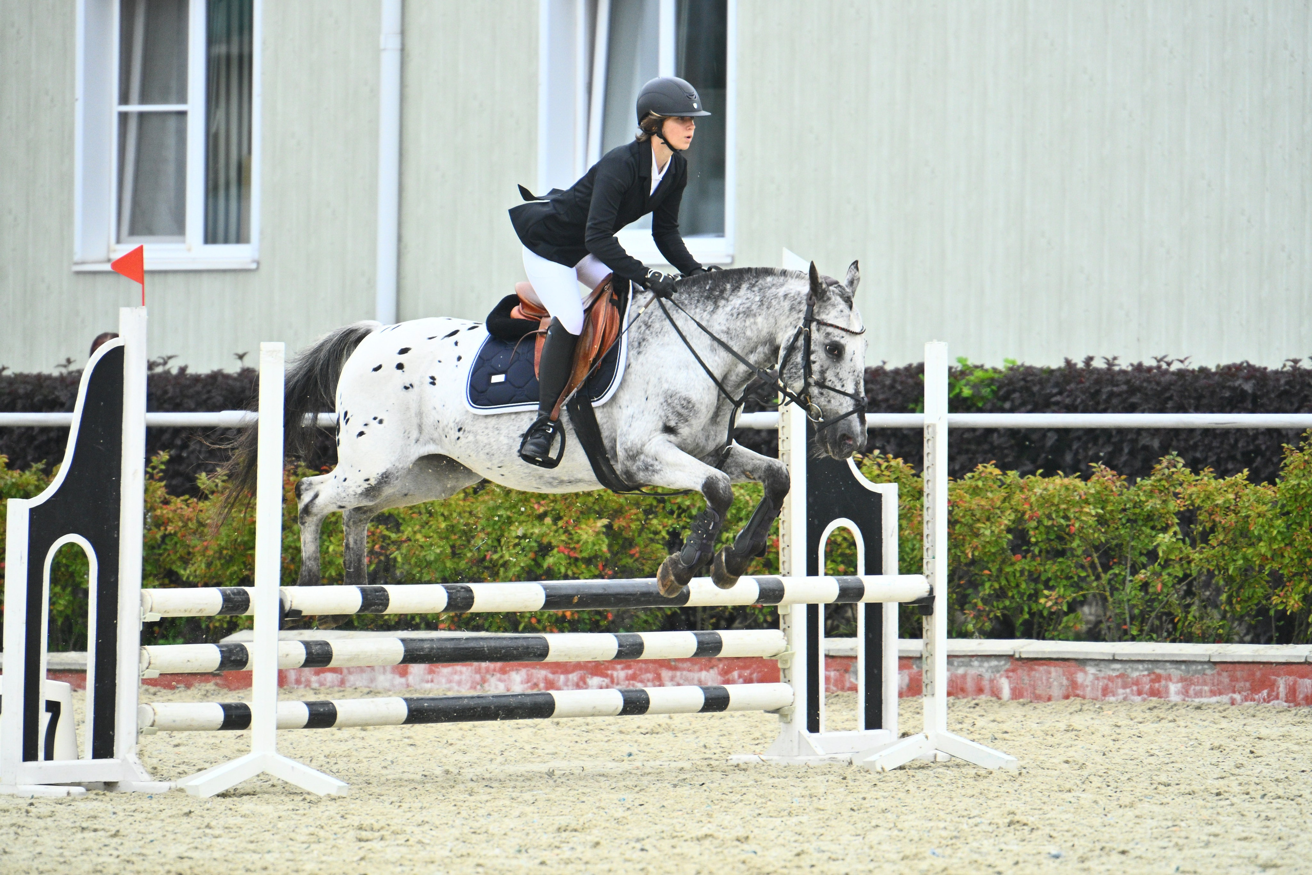 2025.08.22/23 — Летний Кубок КСК Конкорд по конкуру и выездке. ТУРНИРНАЯ КОННАЯ ФОТОГРАФИЯ, Руднева Ольга и Евгений Адеев