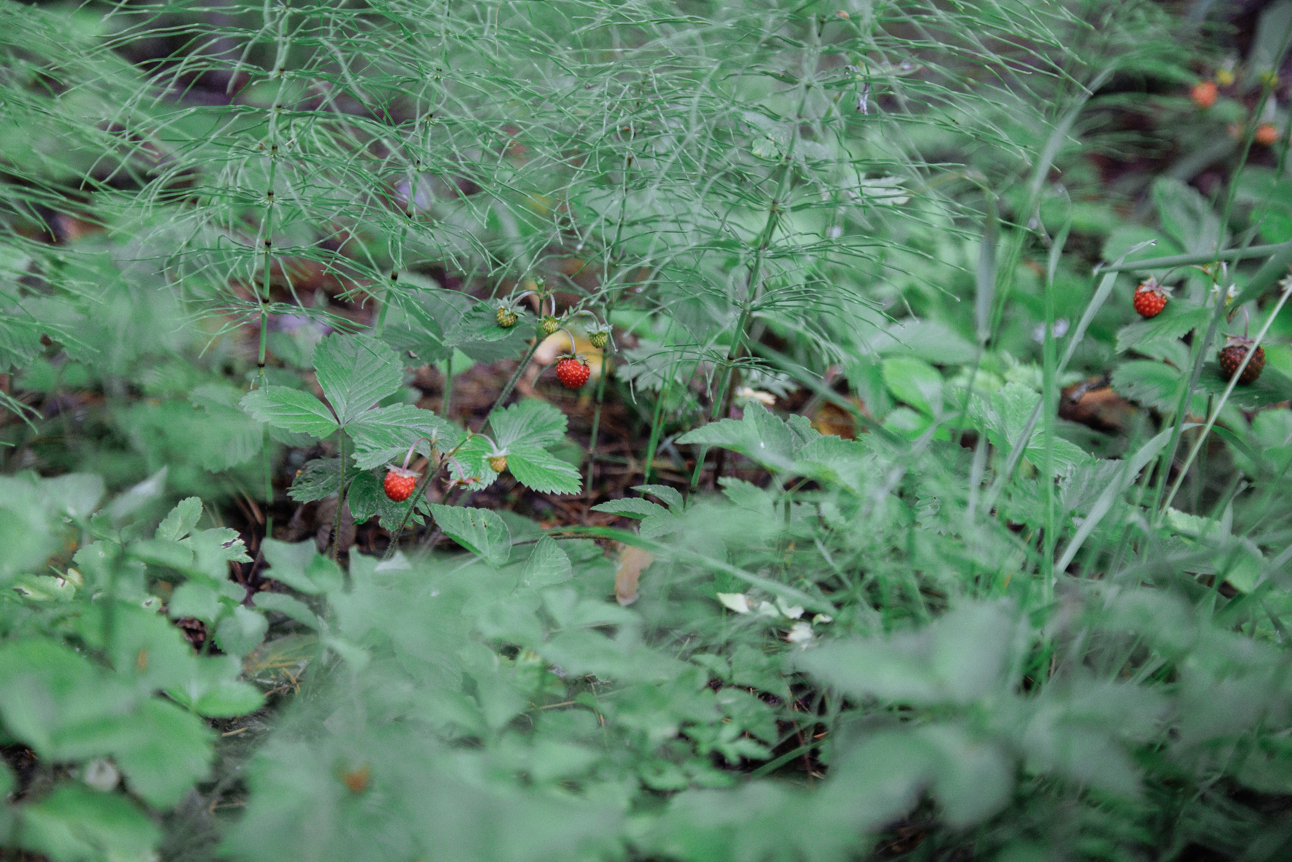 Корсаковские чтения с Российским Гомеопатическим Обществом. Галина Шарапова Детский и семейный фотограф Москва