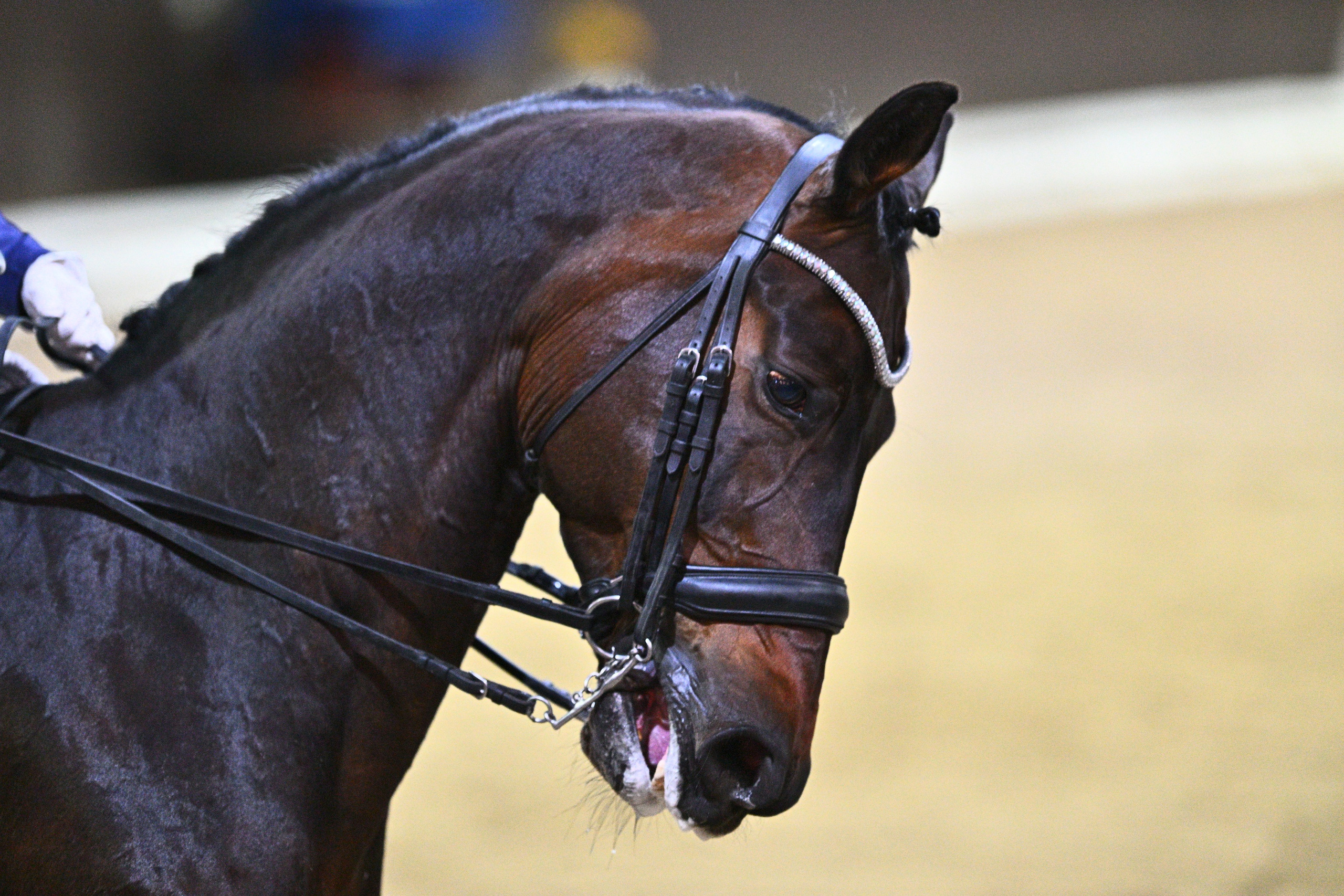 2026-04-12 КСК Урожай (выездка). ТУРНИРНАЯ КОННАЯ ФОТОГРАФИЯ, Руднева Ольга и Евгений Адеев